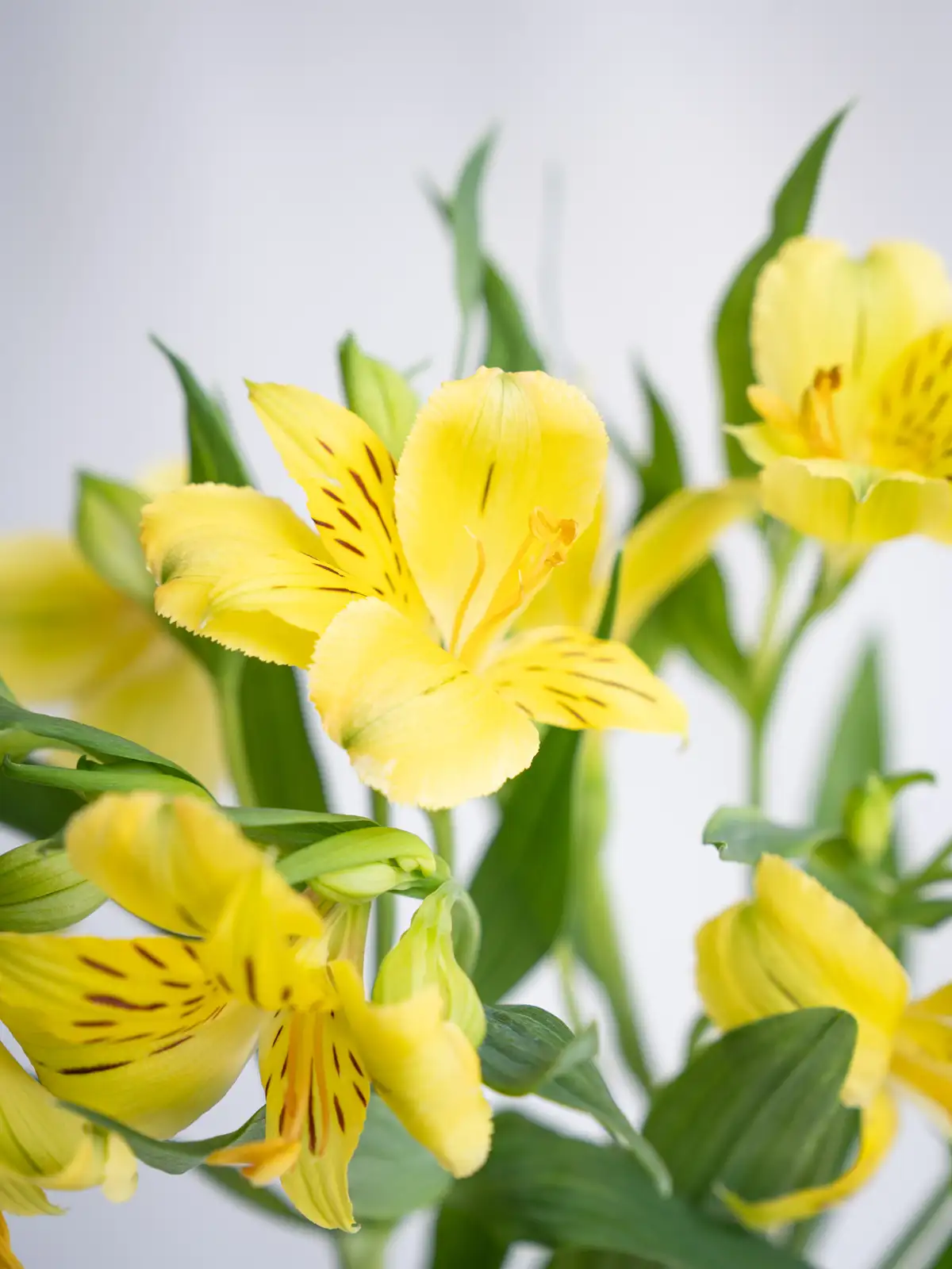 アルストロメリア（黄）レモン｜ハナイチ｜花と植物、資材の仕入れサイト