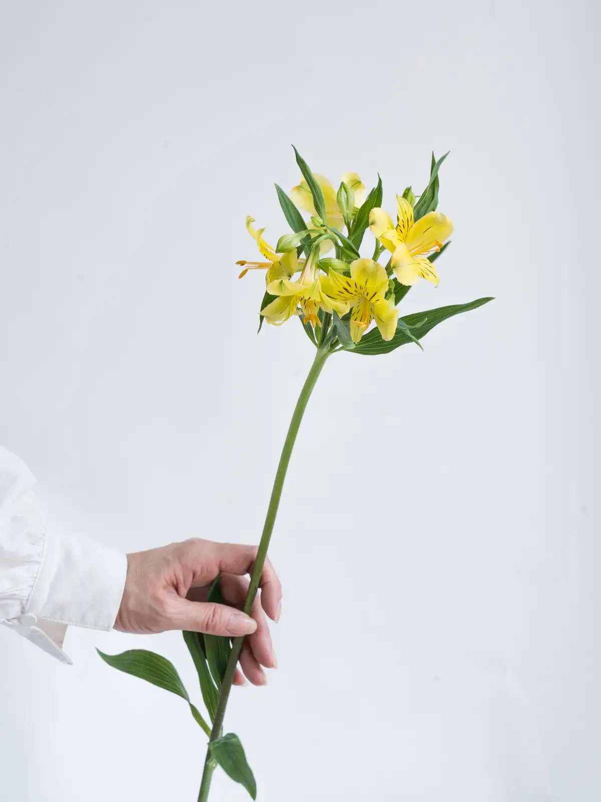 アルストロメリア（黄）レモン｜ハナイチ｜花と植物、資材の仕入れサイト