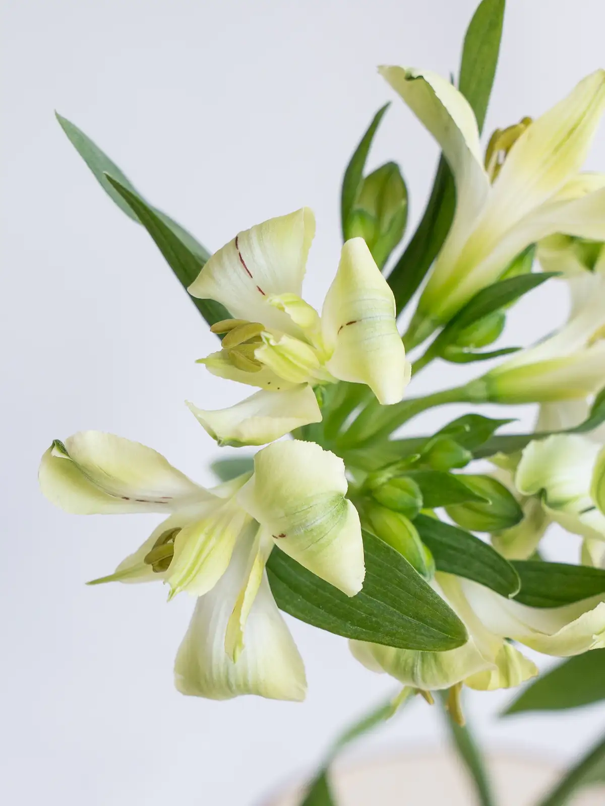 アルストロメリア（グリーン）グリーンワンダー｜ハナイチ｜花と植物