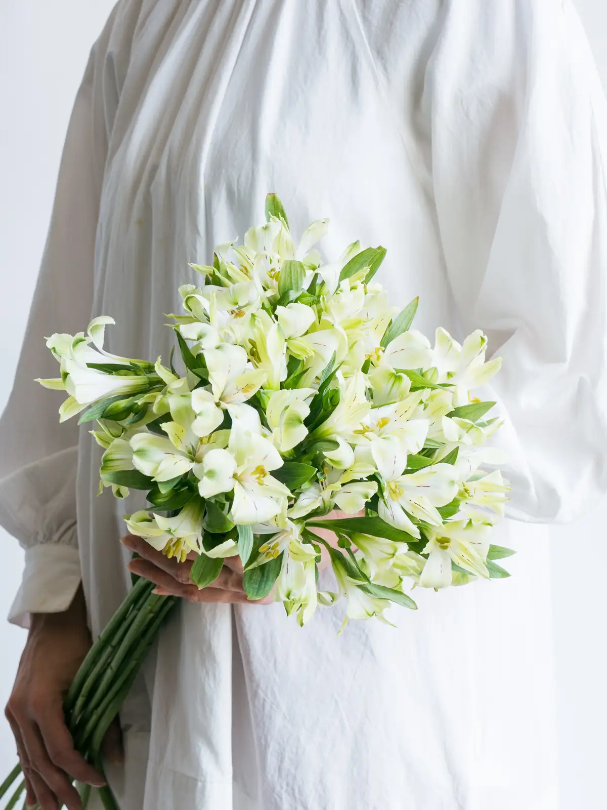 アルストロメリア（グリーン）グリーンワンダー｜ハナイチ｜花と