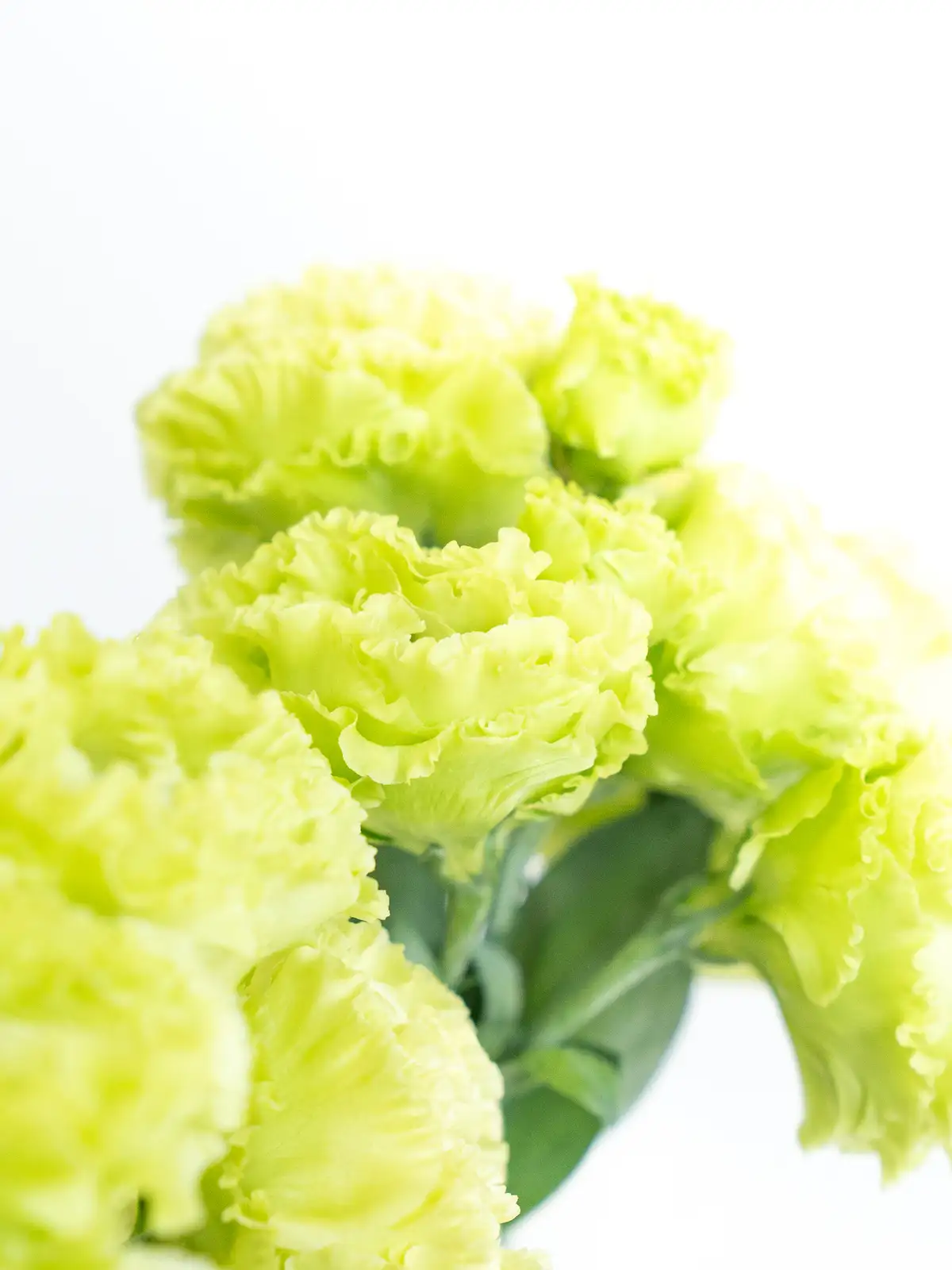 トルコキキョウ　ユーストマ苗　アンバーダブルモヒート１６本 トルコキキョウ ユーストマ苗アンバーダブルモヒート16本