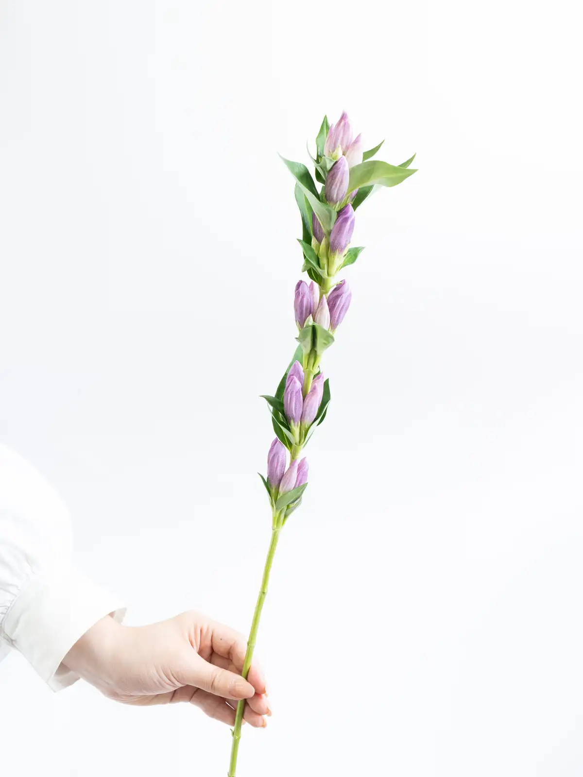 サトウアサミ　ピンクの花 41O4qlSkK4L._SS200_.jpg