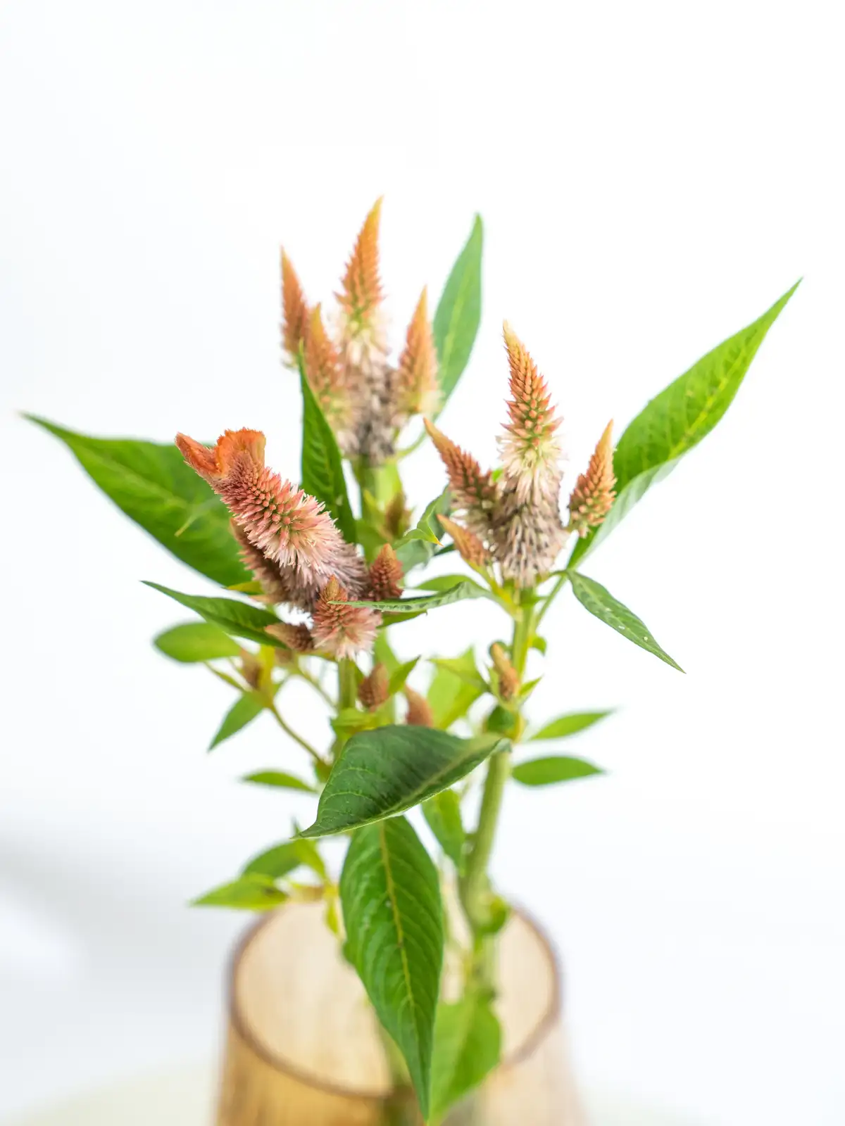 セロシア（ピンク）シャロン｜ハナイチ｜花と植物、資材の仕入れ