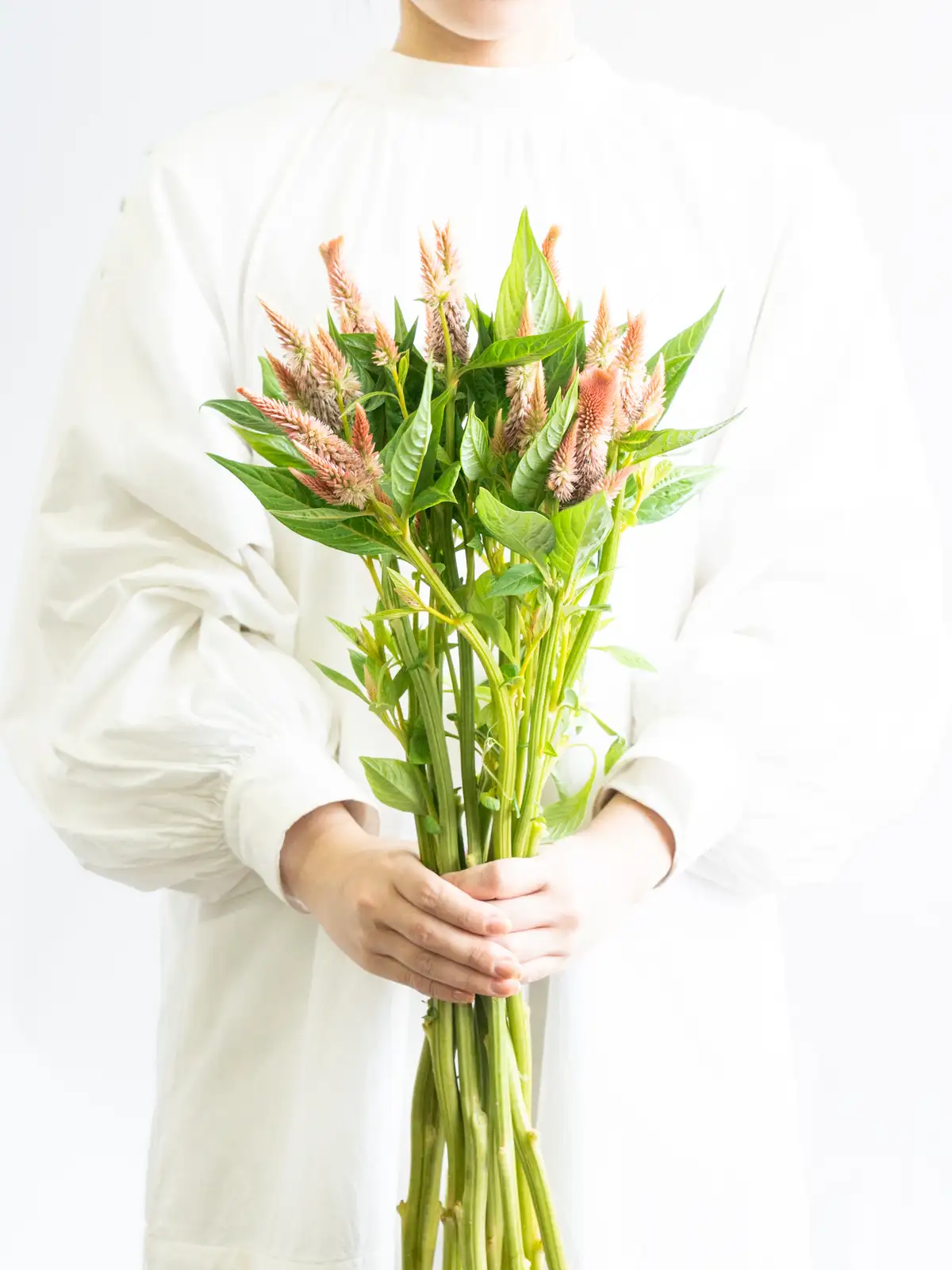 ケイトウの商品｜ハナイチ｜花と植物、資材の仕入れサイト