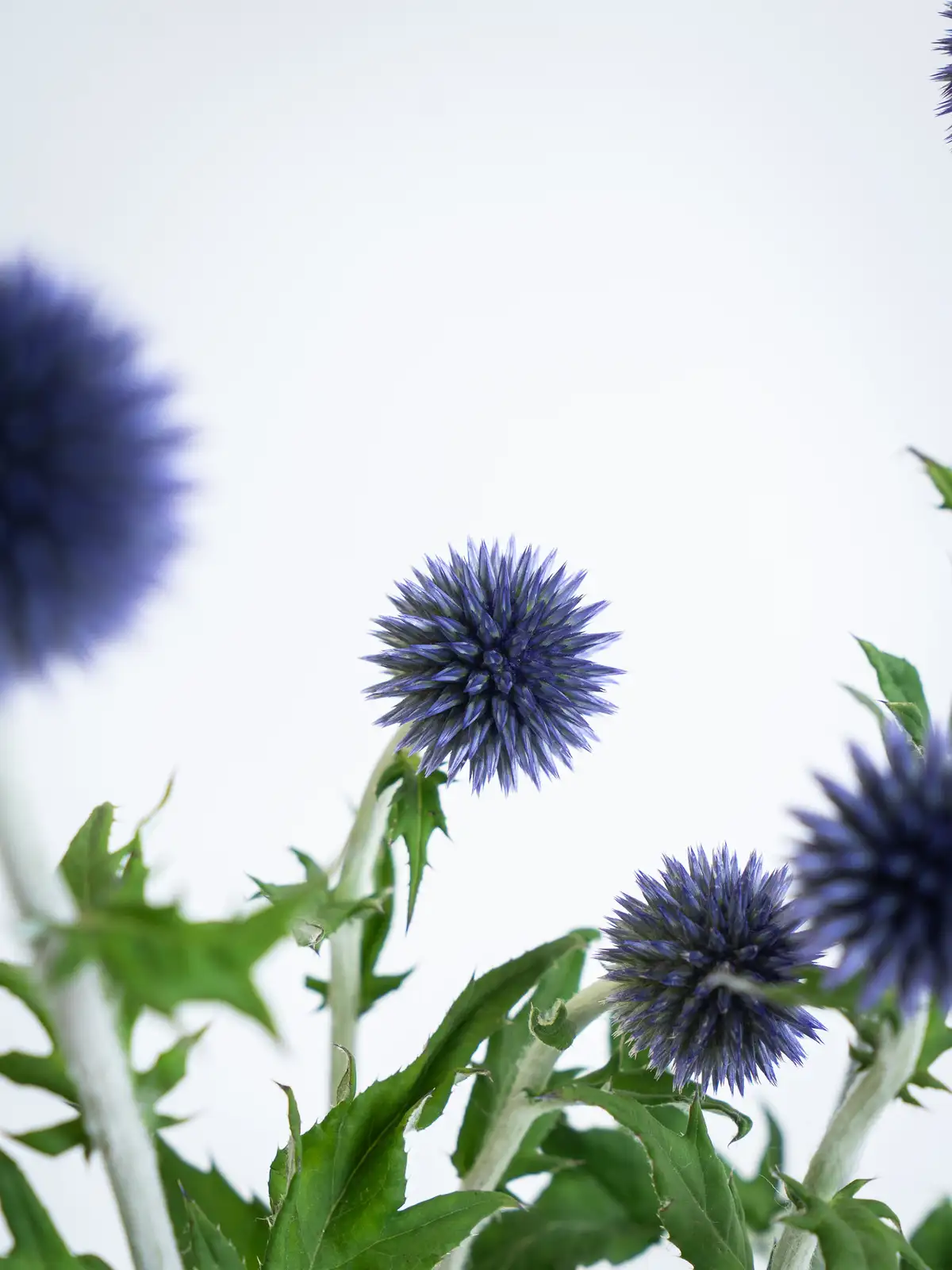 ルリタマアザミ（紫）ベッチスブルー｜ハナイチ｜花と植物、資材の