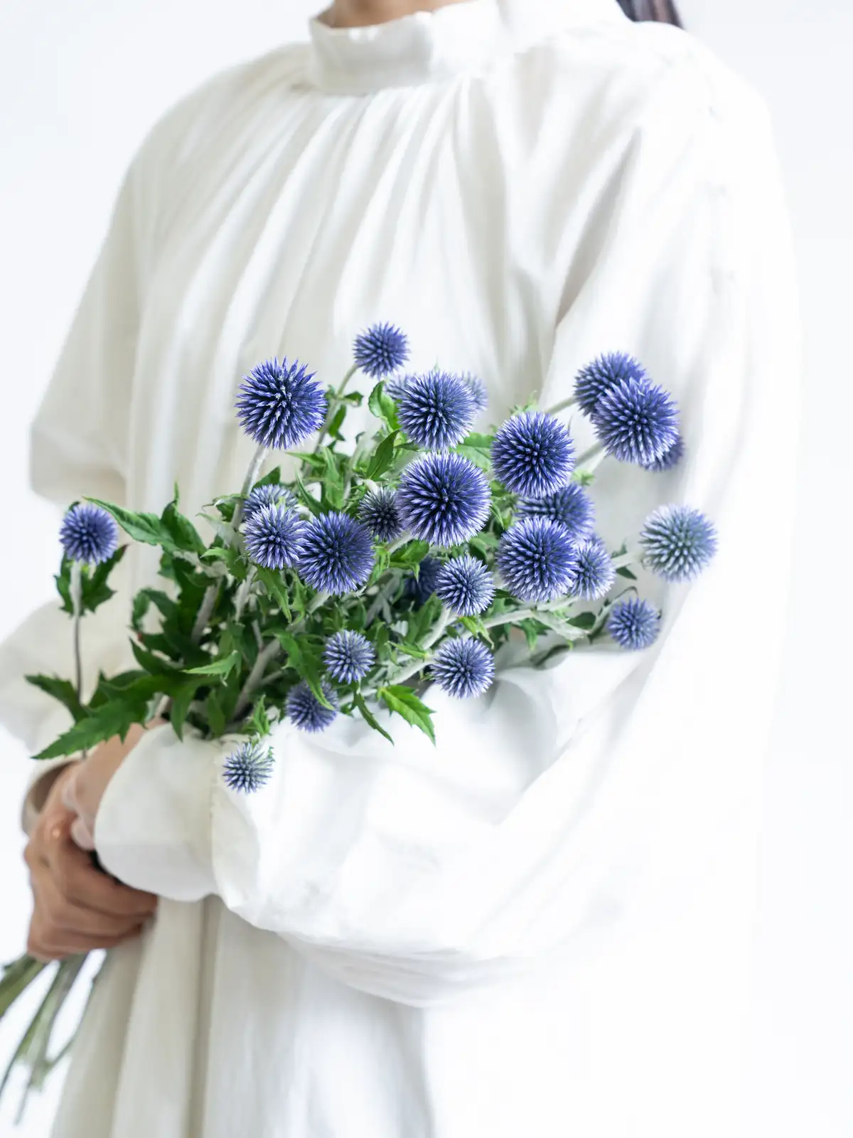 ルリタマアザミ（紫）ベッチスブルー｜ハナイチ｜花と植物、資材の