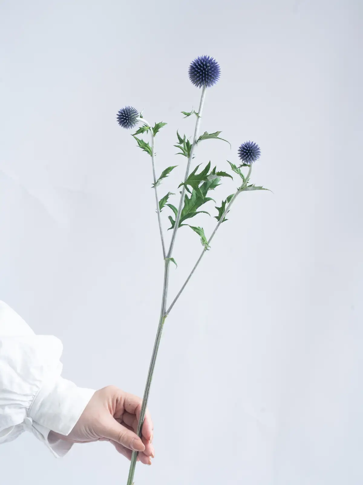 ルリタマアザミ（紫）ベッチスブルー｜ハナイチ｜花と植物、資材の