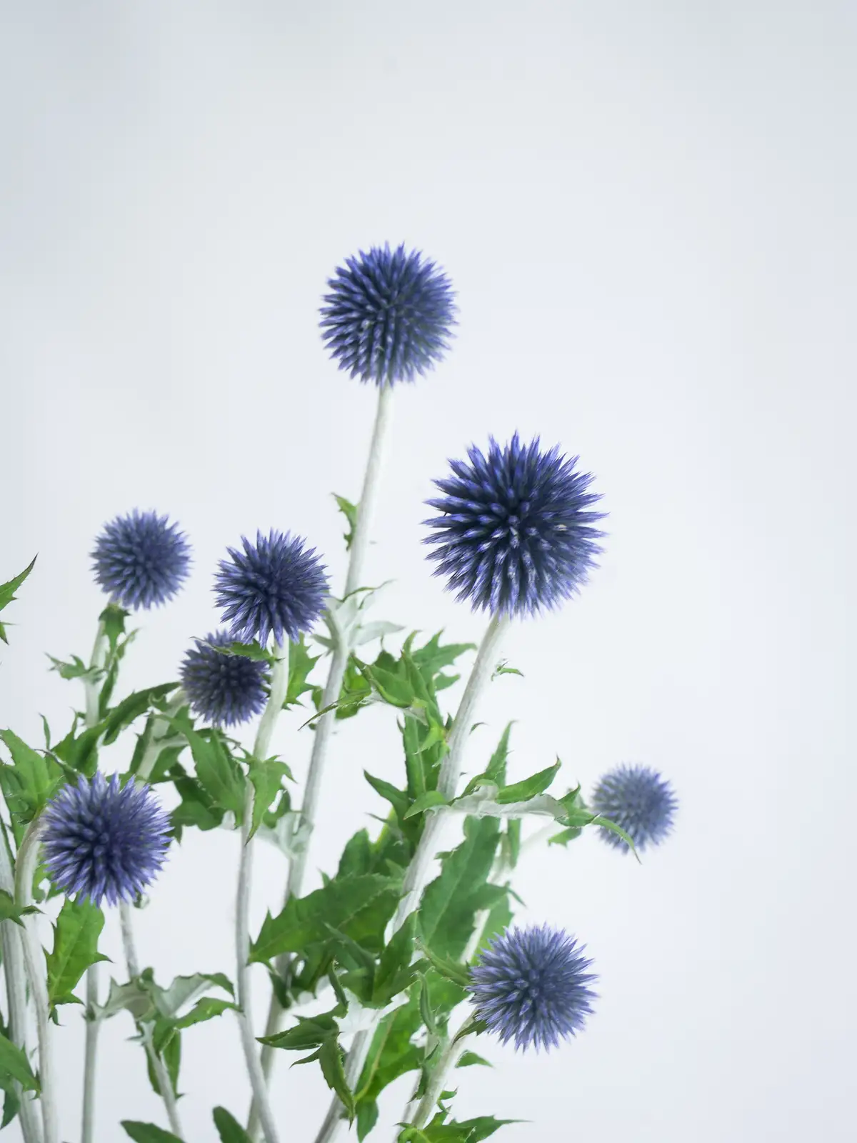 ルリタマアザミ（紫）ベッチスブルー｜ハナイチ｜花と植物、資材の
