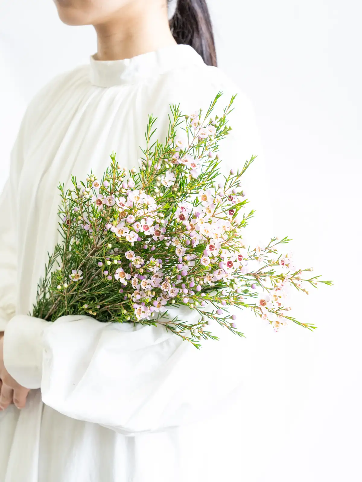 ワックスフラワー（ピンク）アーリーニール｜ハナイチ｜花と植物、資材