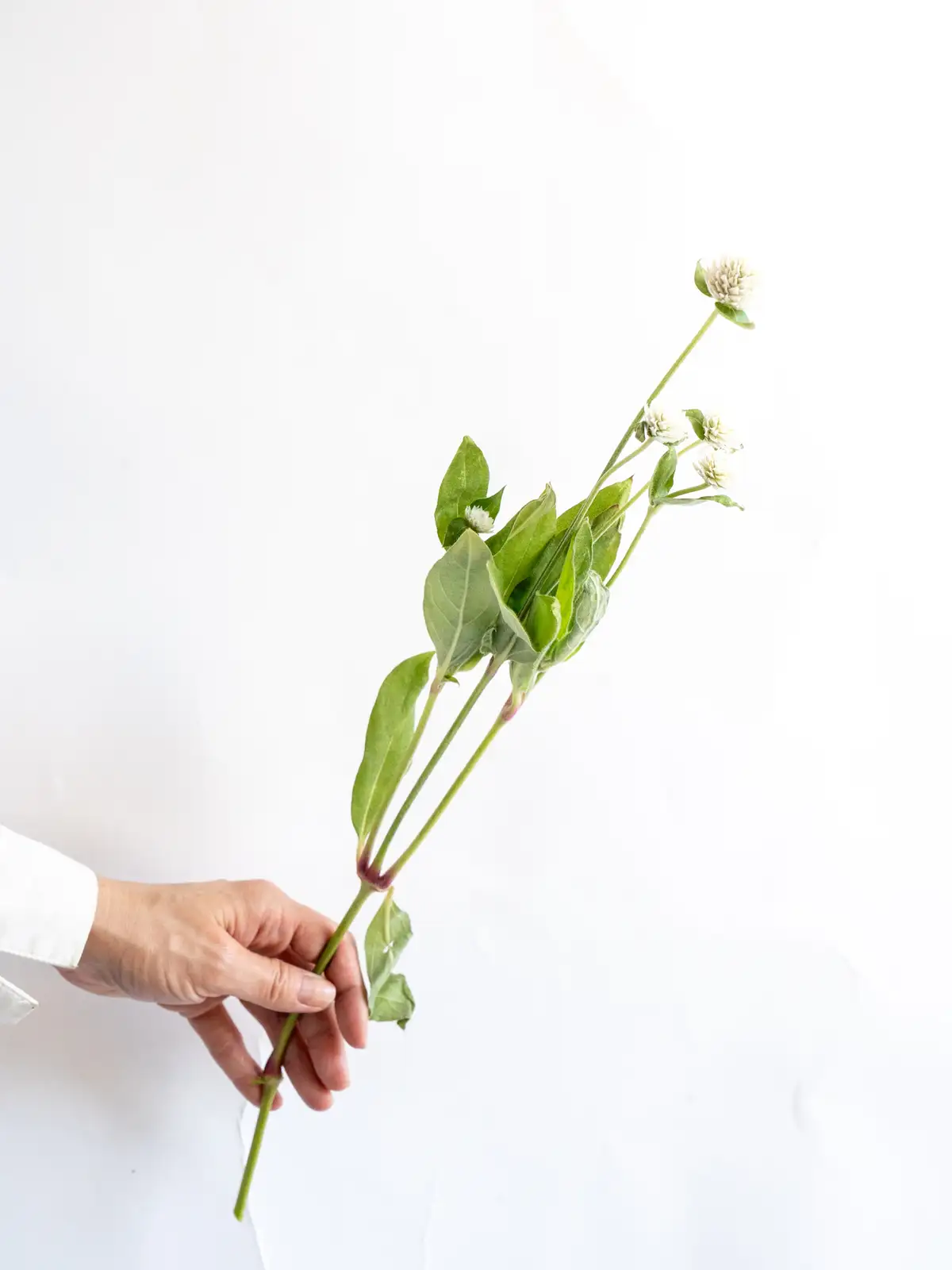 千日紅（白）オードリーホワイト｜ハナイチ｜花と植物、資材の