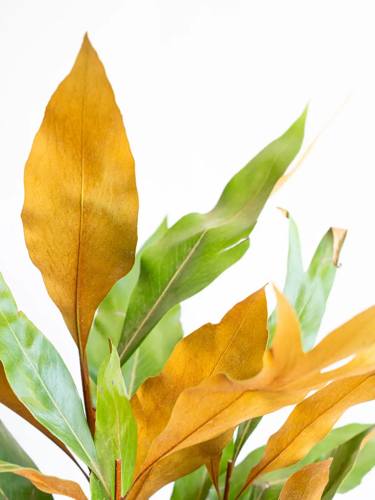 グレビレア（複色）ゴールド｜ハナイチ｜花と植物、資材の仕入れサイト