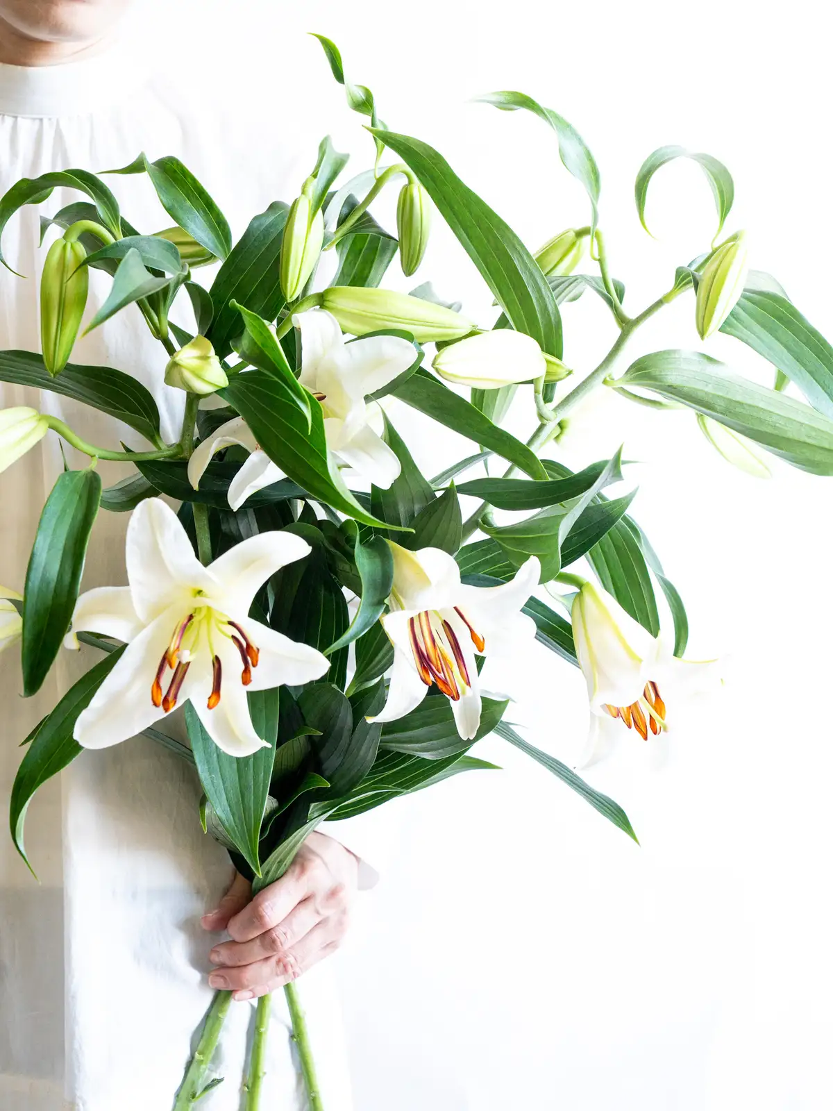 オリエンタルリリー （白）カサブランカ｜ハナイチ｜花と植物、資材の