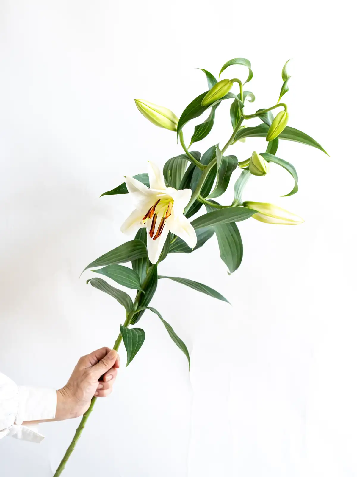 新商品一覧｜ハナイチ｜花と植物、資材の仕入れサイト