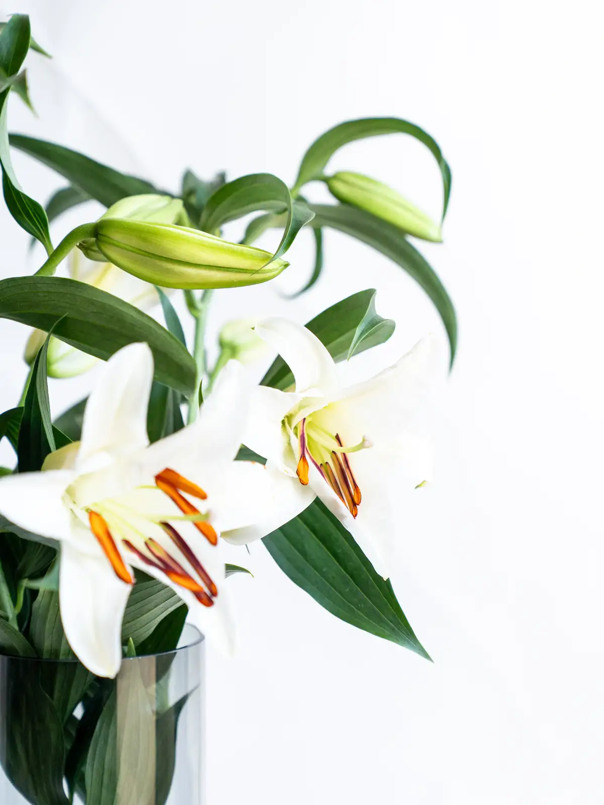 オリエンタルリリー （白）カサブランカ｜ハナイチ｜花と植物、資材の
