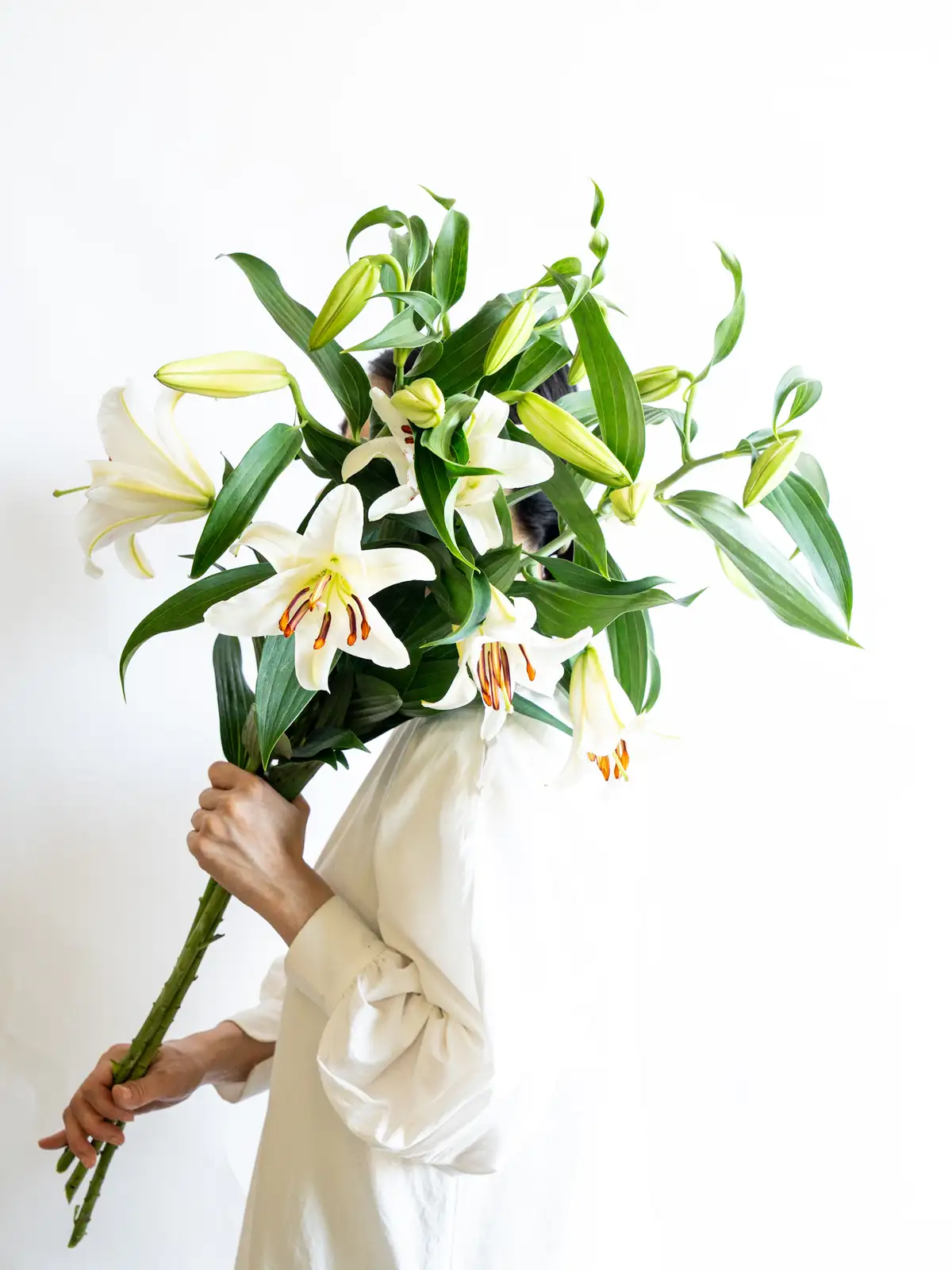 カサブランカ！(Augustの 花火！パートⅡ) オリエンタルリリー （白）カサブランカ｜ハナイチ｜花と植物、資材の