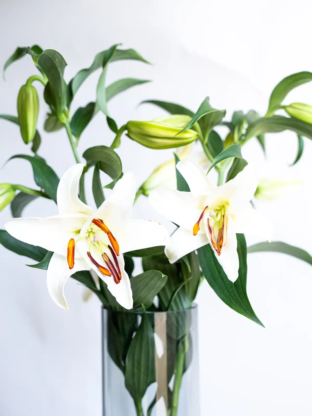 カサブランカ！(Augustの 花火！パートⅡ) オリエンタルリリー （白）カサブランカ｜ハナイチ｜花と植物、資材の