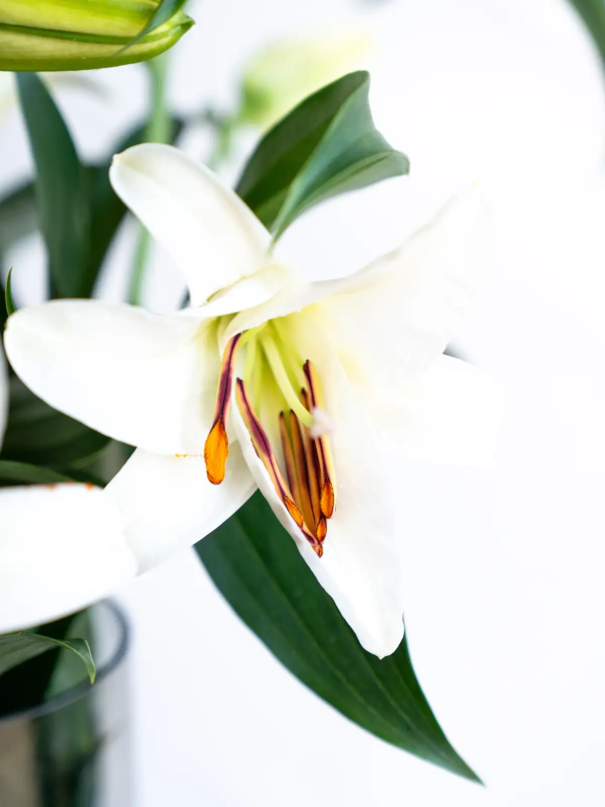 オリエンタルリリー （白）カサブランカ｜ハナイチ｜花と植物、資材の