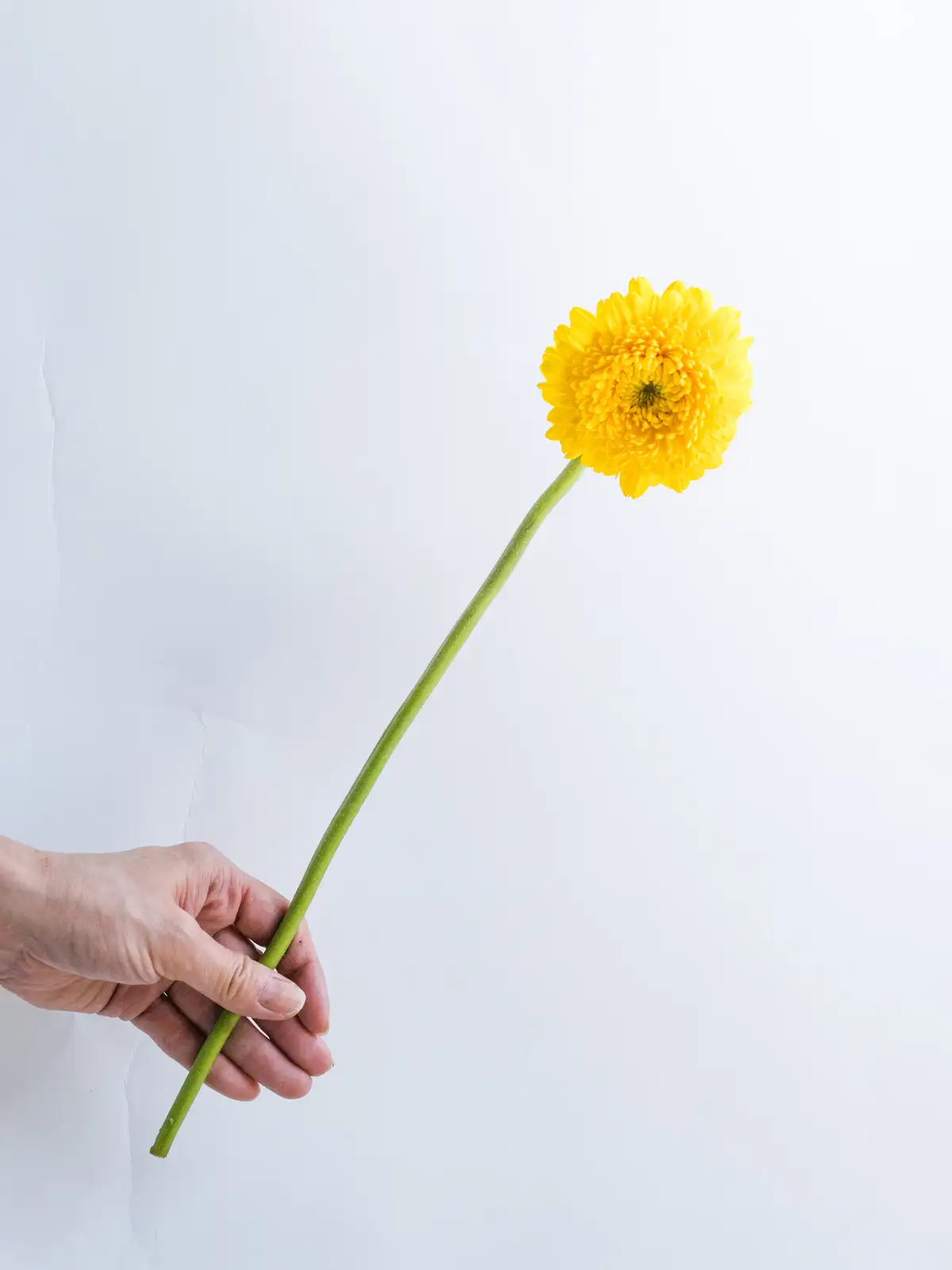 ガーベラ（黄）レイアー｜ハナイチ｜花と植物、資材の仕入れサイト