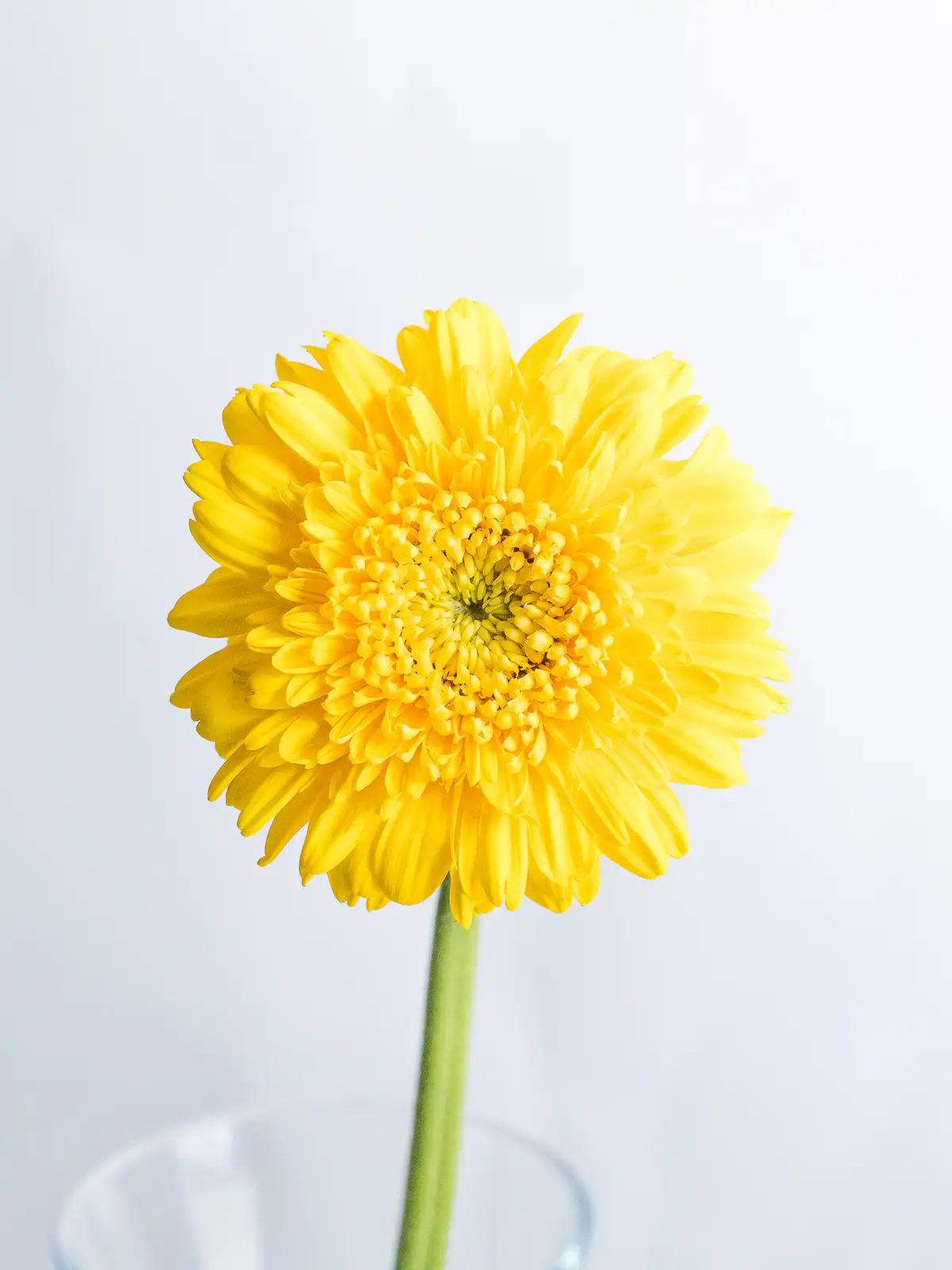 ガーベラ（黄）レイアー｜ハナイチ｜花と植物、資材の仕入れサイト