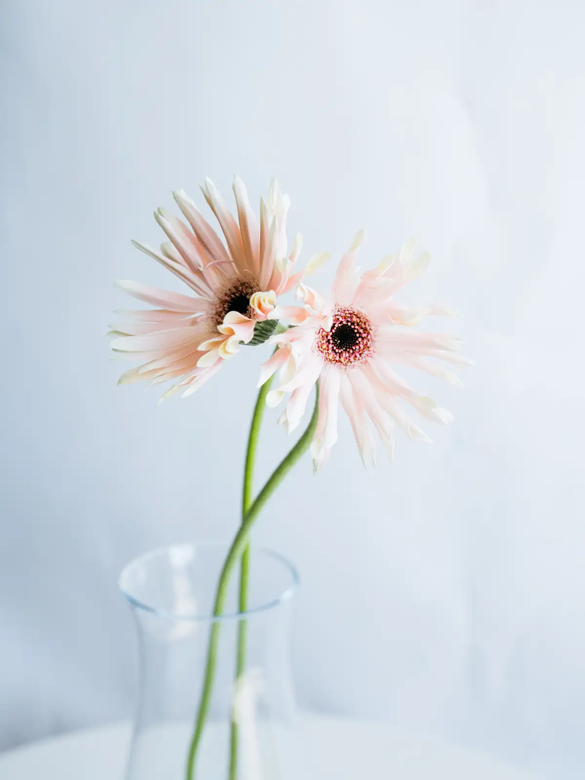 ガーベラ（ピンク）パスティーニペサロ｜ハナイチ｜花と植物、資材の