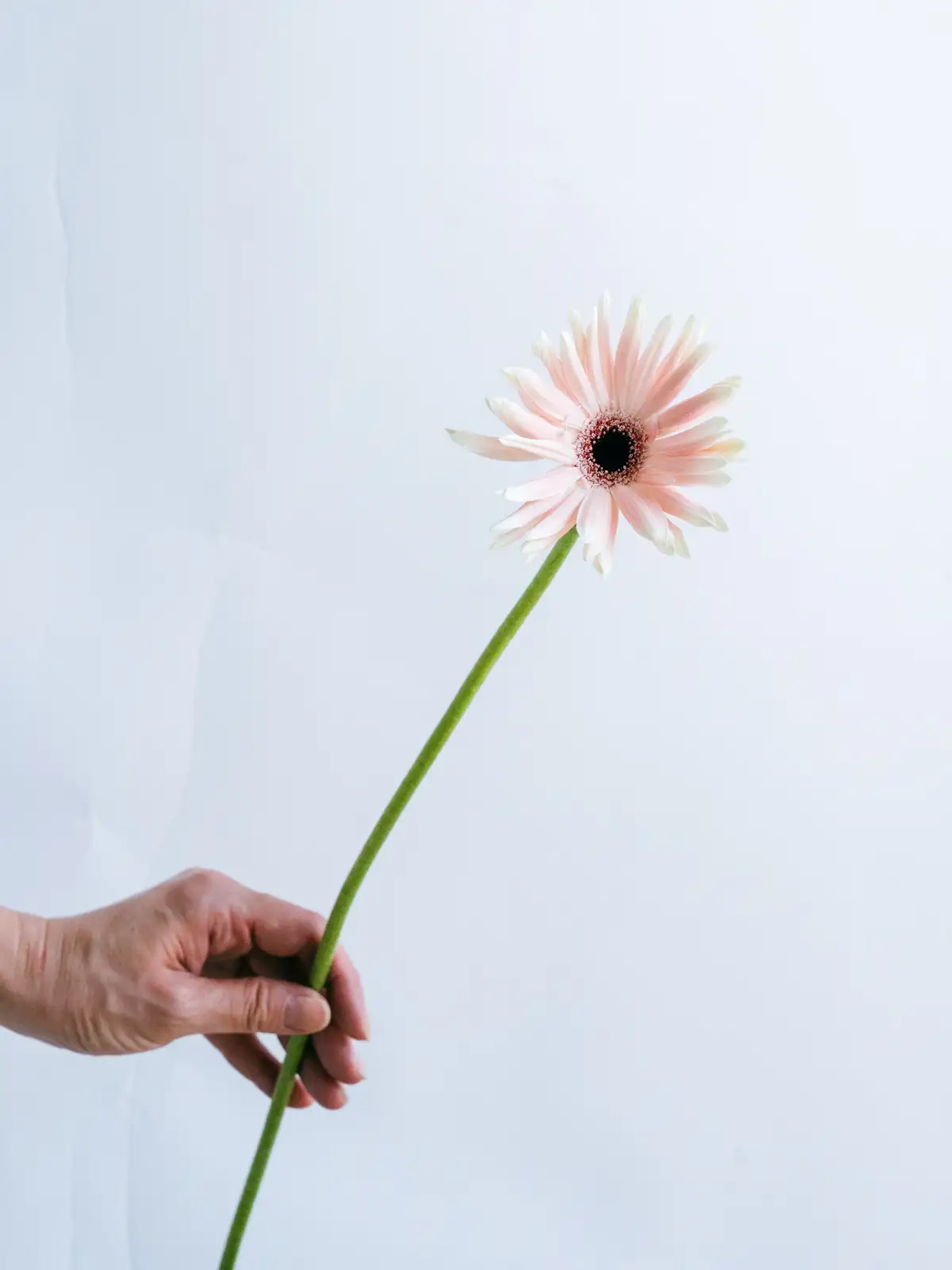 ガーベラ（ピンク）パスティーニペサロ｜ハナイチ｜花と植物、資材の