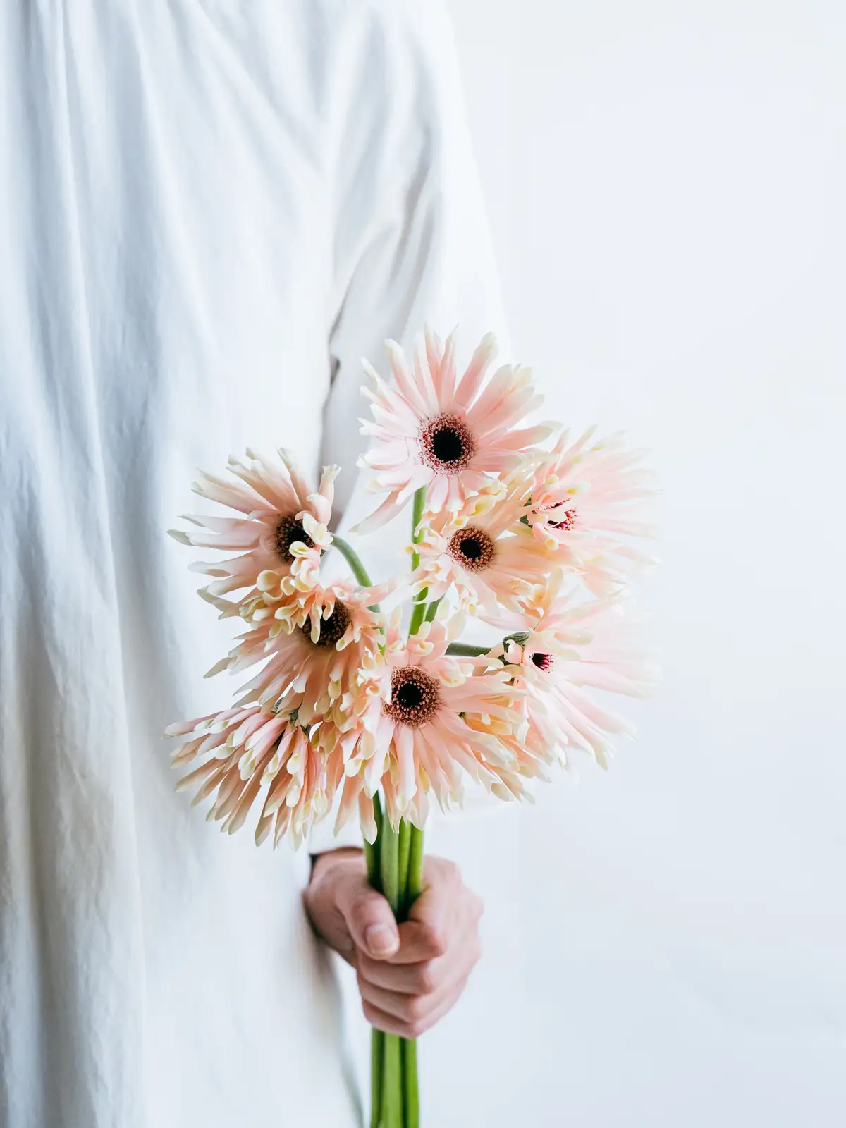 ガーベラ（ピンク）パスティーニペサロ｜ハナイチ｜花と植物、資材の