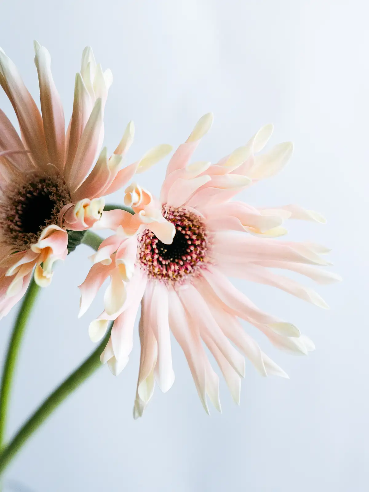 ガーベラ（ピンク）パスティーニペサロ｜ハナイチ｜花と植物、資材の