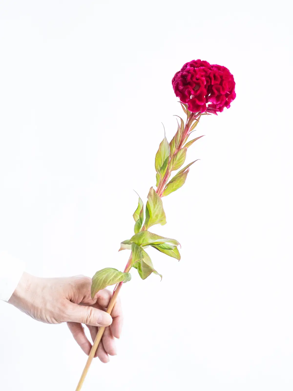 ケイトウの商品｜ハナイチ｜花と植物、資材の仕入れサイト