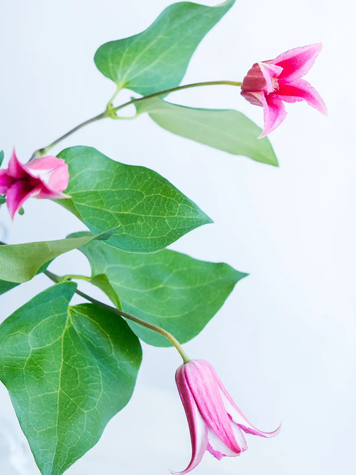 ベルテッセン（赤）プリンセスダイアナ｜ハナイチ｜花と植物、資材の