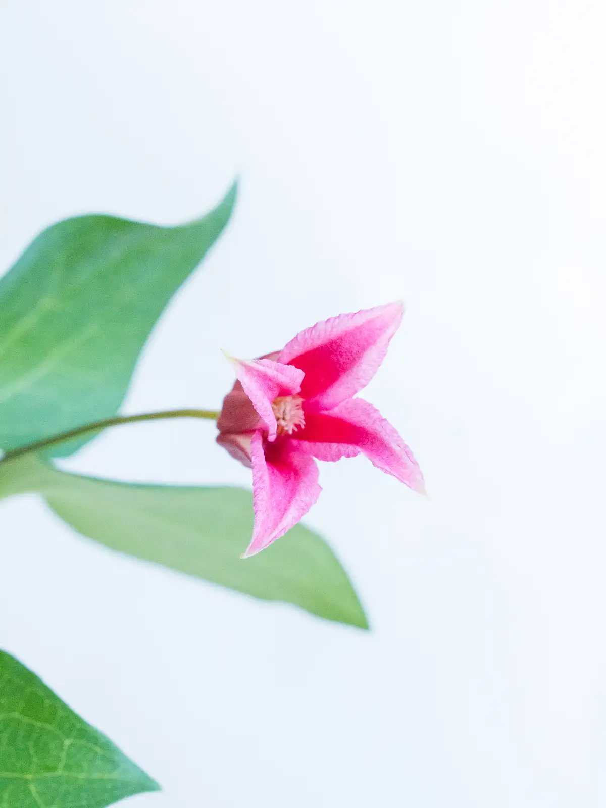 ベルテッセン（赤）プリンセスダイアナ｜ハナイチ｜花と植物、資材の