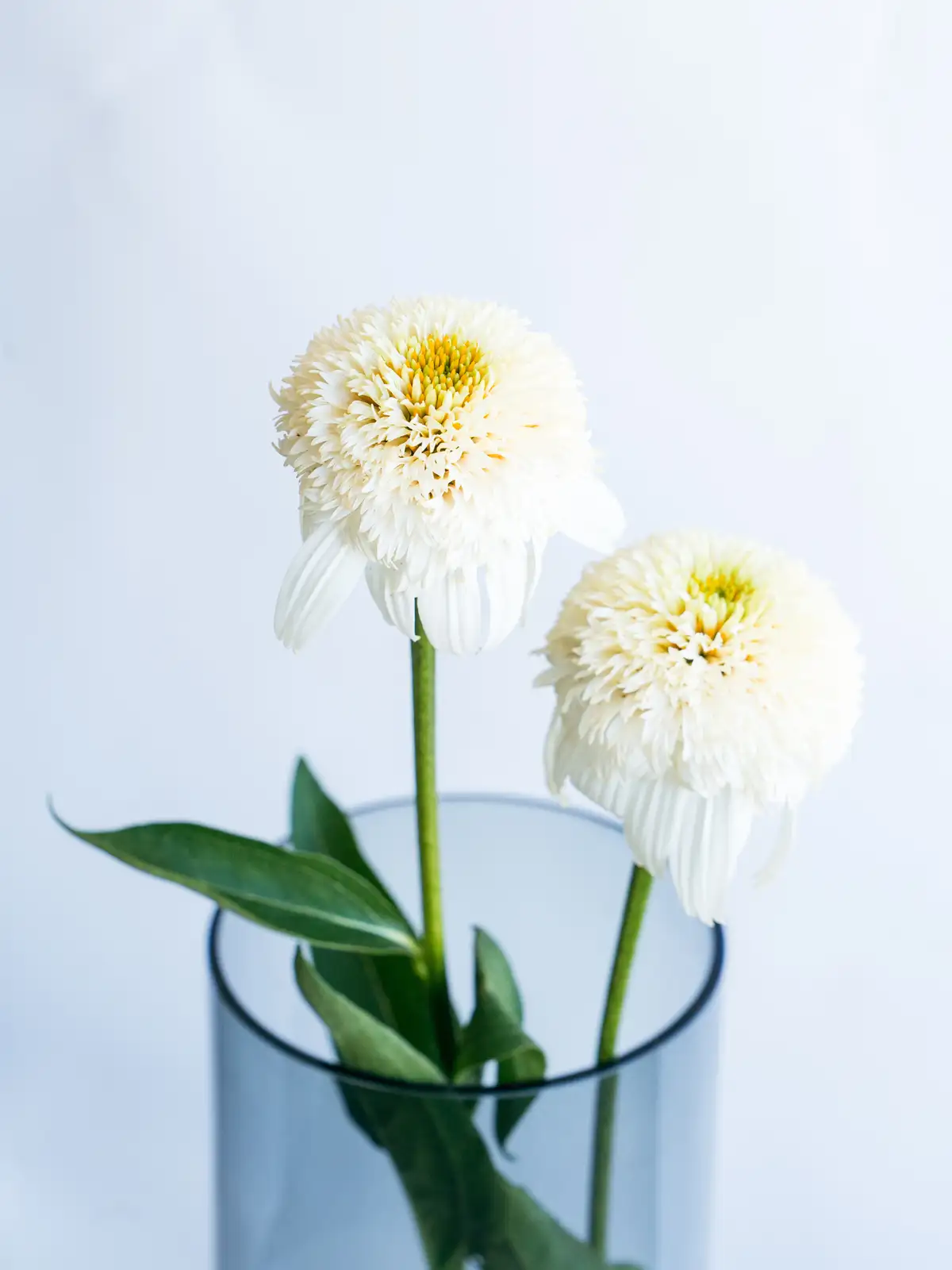 エキナセア（白）ホワイトボールビュー｜ハナイチ｜花と植物、資材の