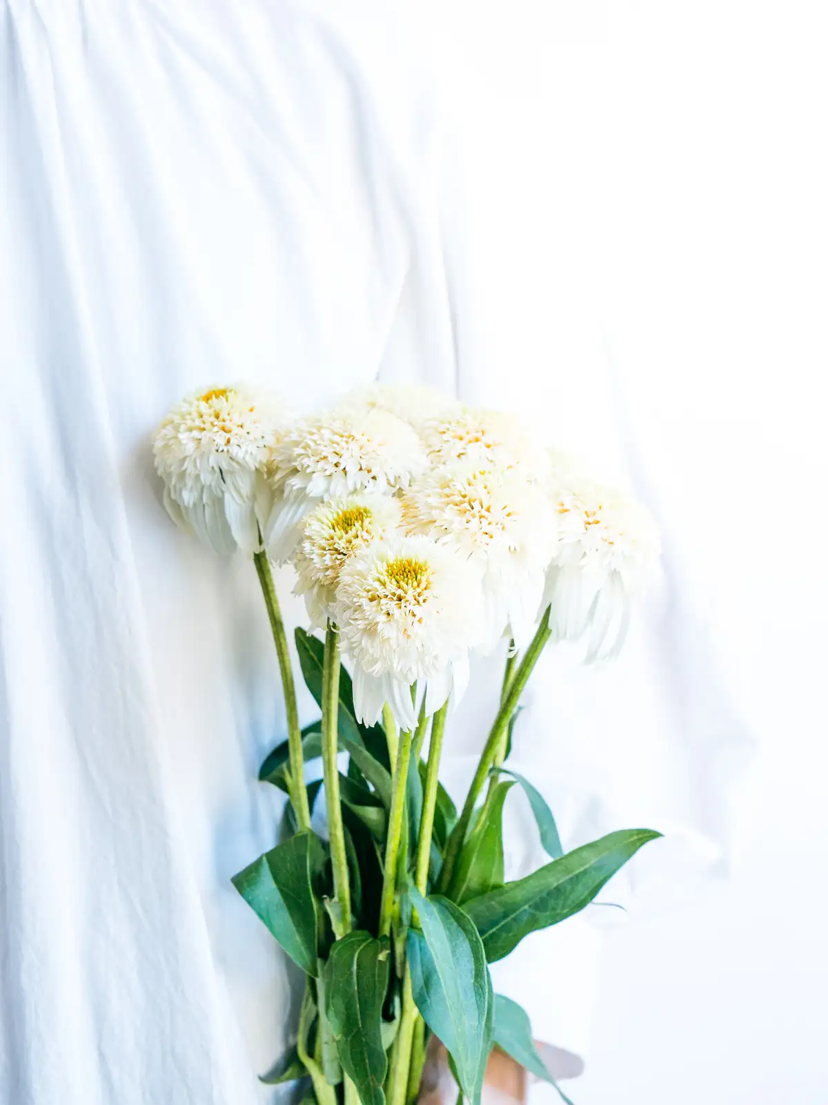 白いアラゴナイトの花 アラゴナイト | ウサギノネドコ