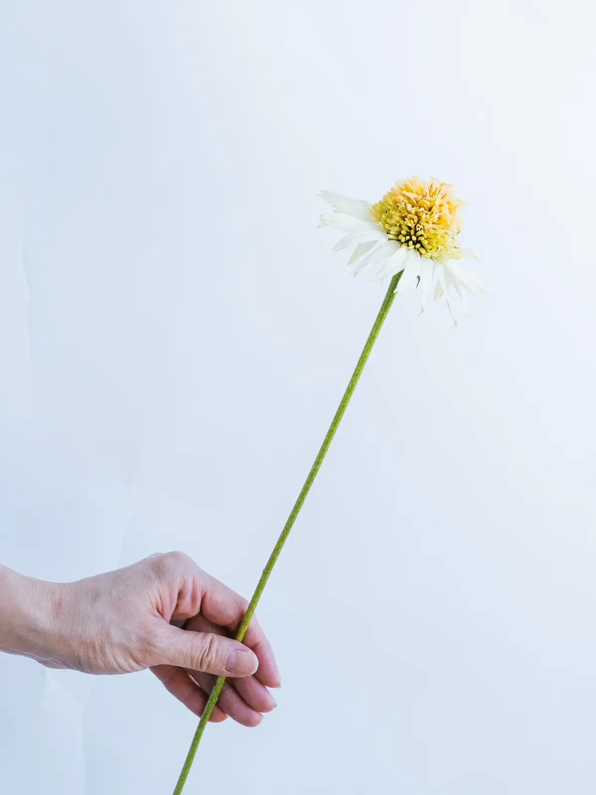 すべての商品｜ハナイチ｜花と植物、資材の仕入れサイト