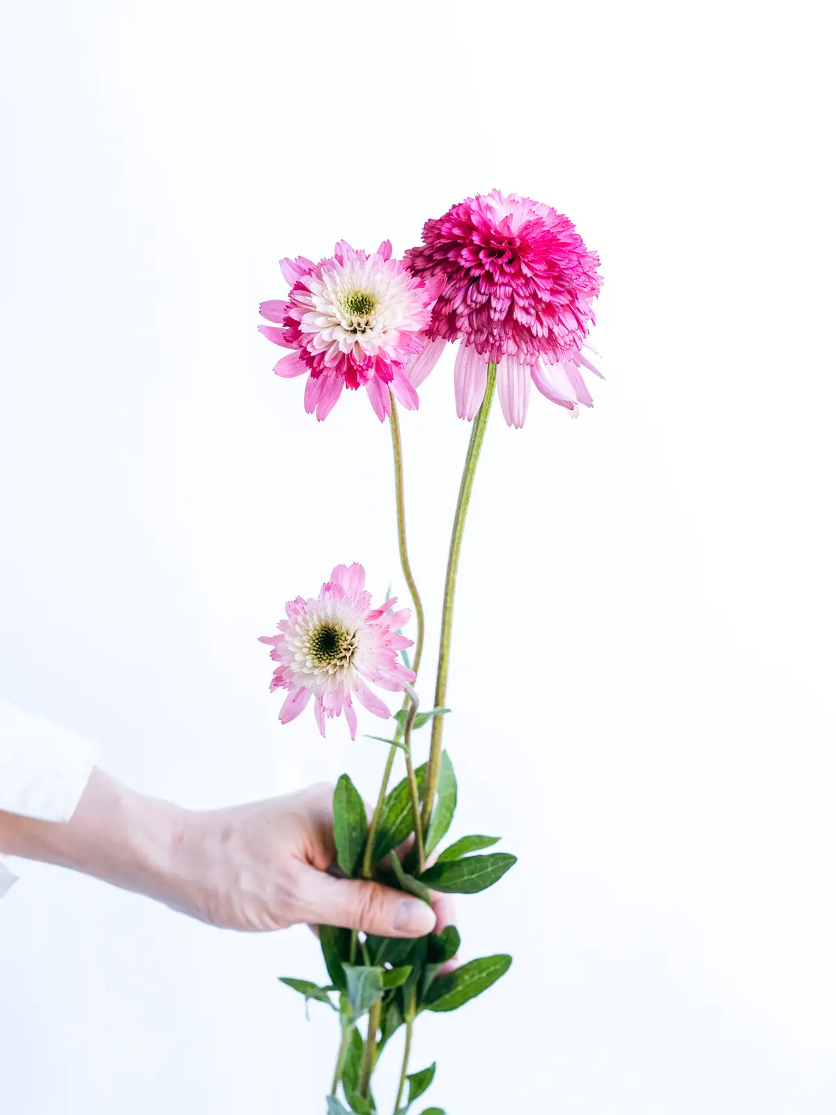 noix エキナセア確認用 noix様専用 エキナセア確認用