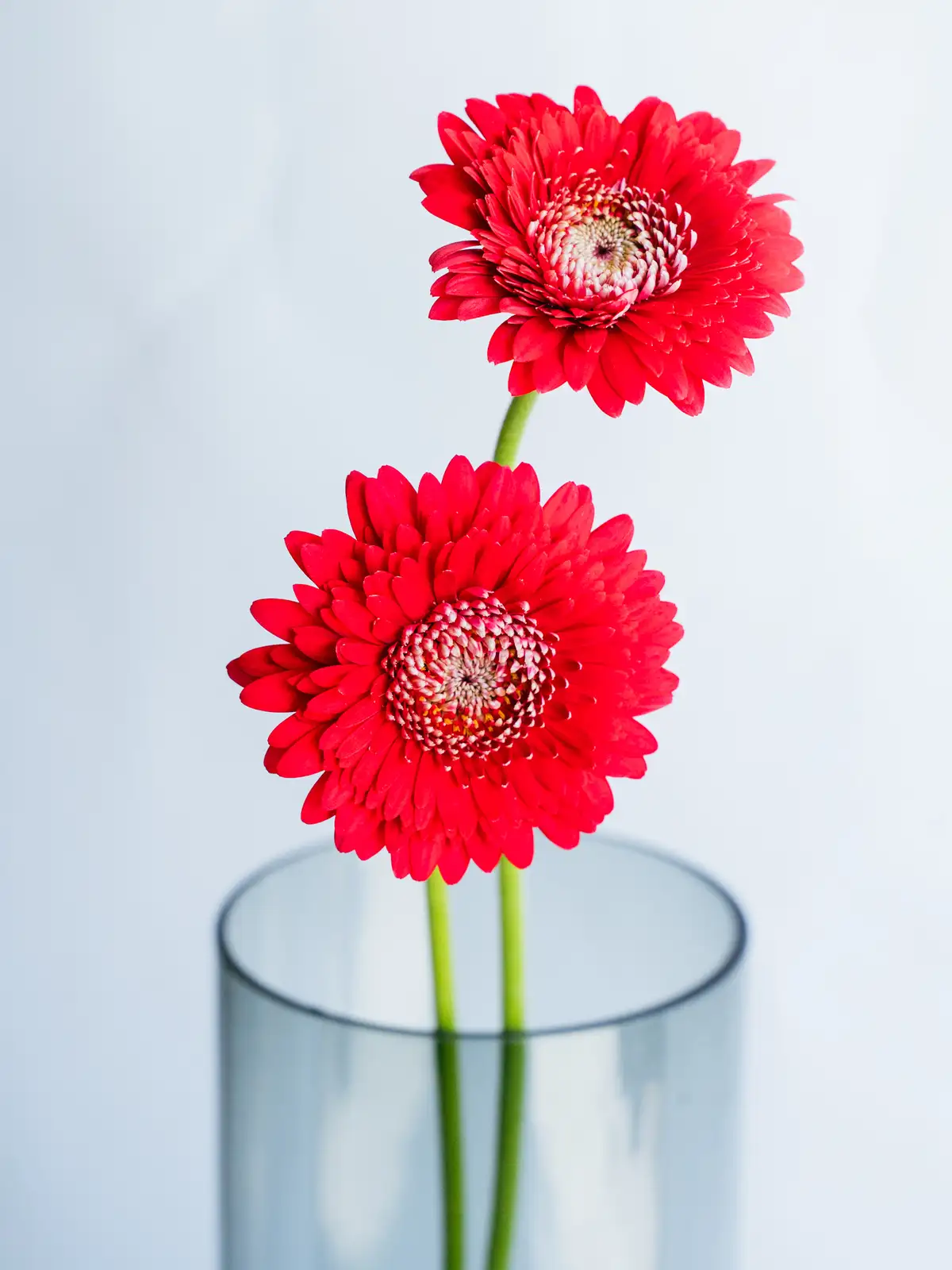 ガーベラ（赤）おまかせ品種｜ハナイチ｜花と植物、資材の仕入れサイト