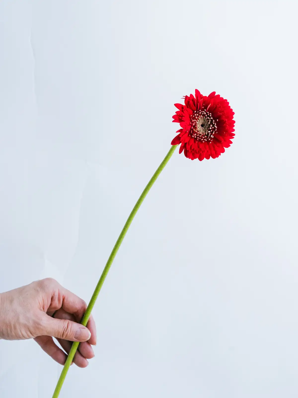 ガーベラ（赤）おまかせ品種｜ハナイチ｜花と植物、資材の仕入れサイト