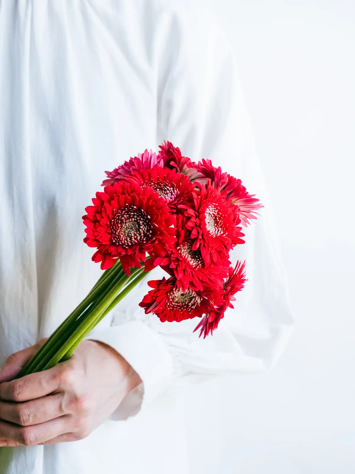ガーベラ赤　　ご予約　　２本 2023-m-918423.jpg?v=1700095868