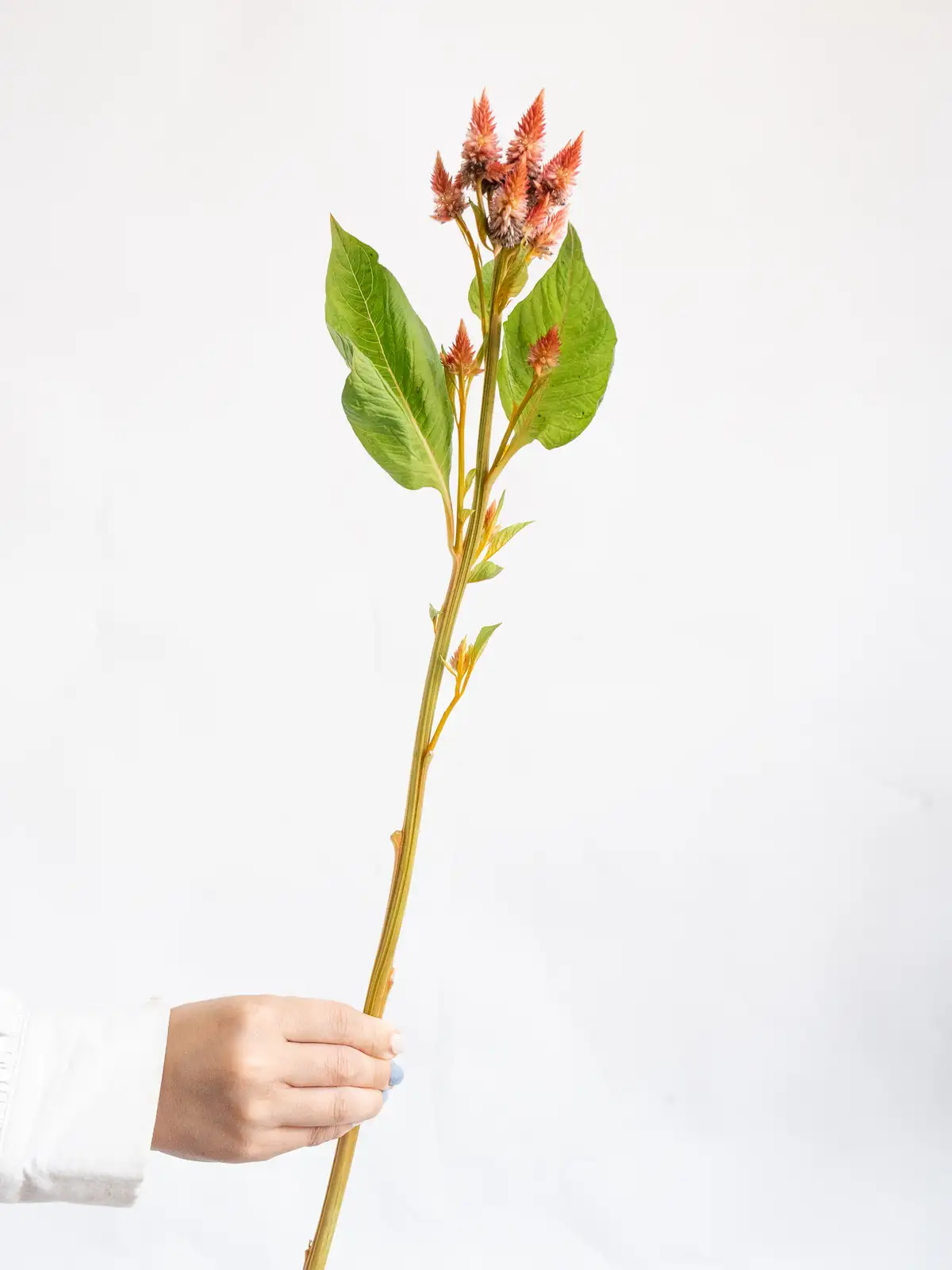 セロシア（オレンジ）セルウェイオレンジ｜ハナイチ｜花と植物、資材の