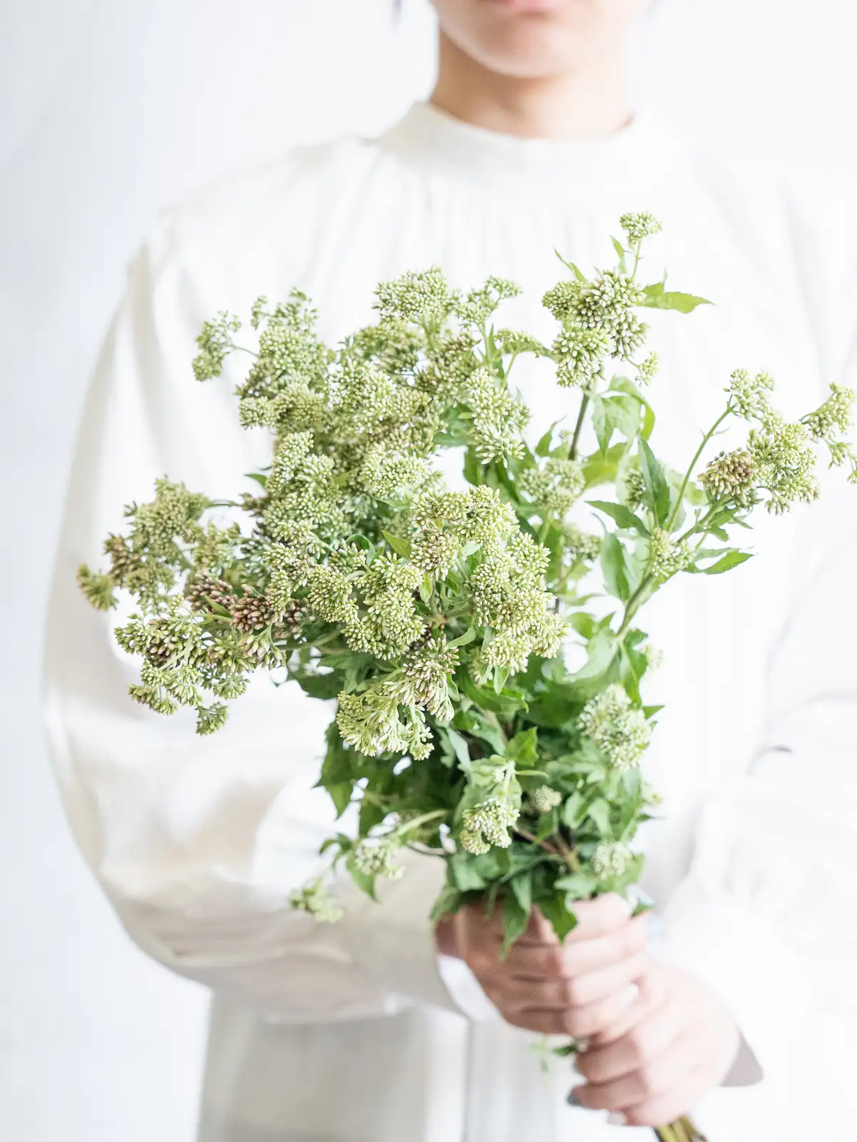 新商品一覧｜ハナイチ｜花と植物、資材の仕入れサイト