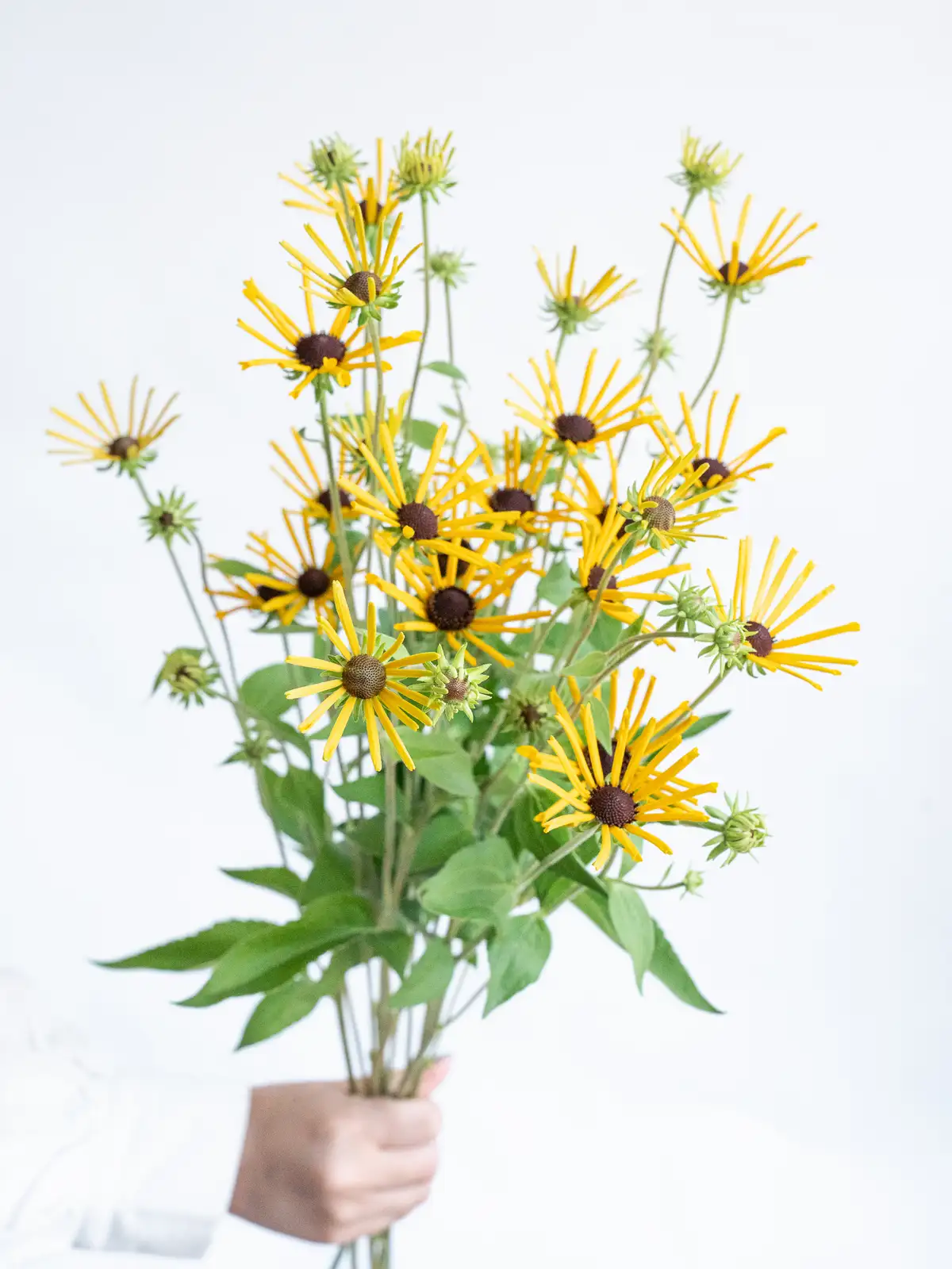 ルドベキア（黄）ヘンリーアイラーズ｜ハナイチ｜花と植物、資材の