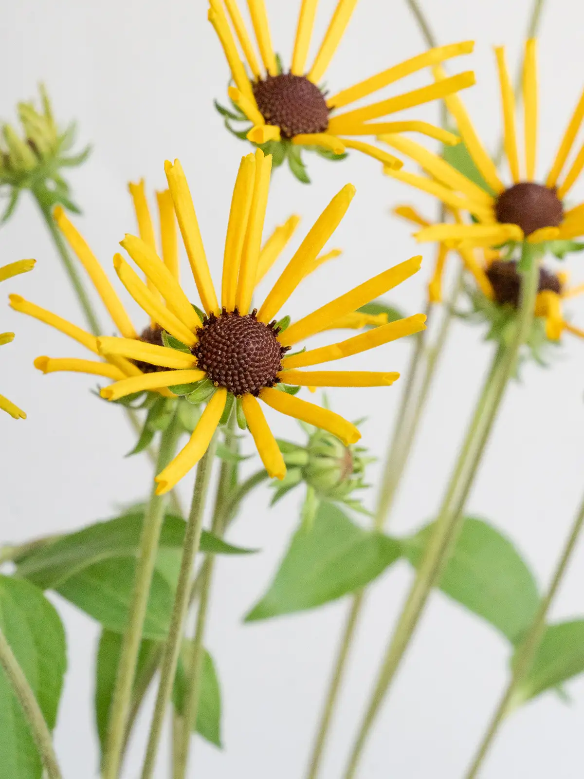 ルドベキア（黄）ヘンリーアイラーズ｜ハナイチ｜花と植物、資材の