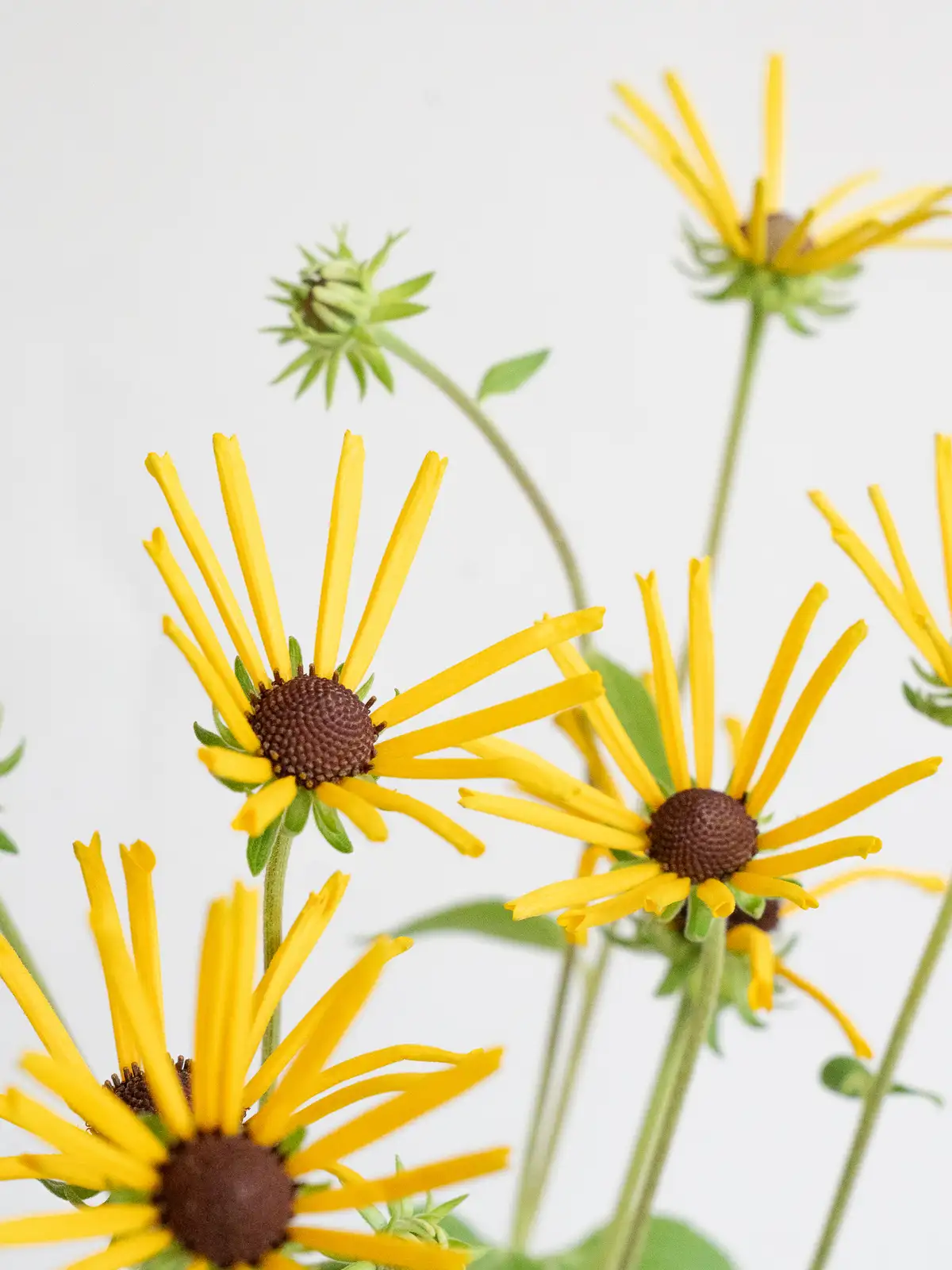 ルドベキア（黄）ヘンリーアイラーズ｜ハナイチ｜花と植物、資材の