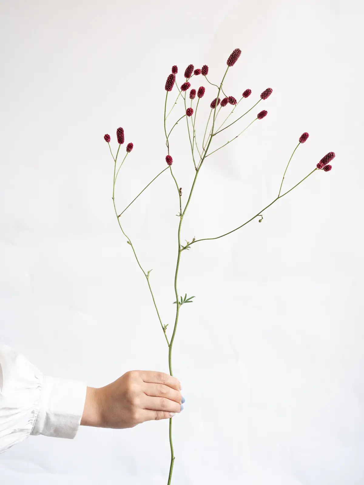 ワレモコウ様 ワレモコウ（茶色）おまかせ品種｜ハナイチ｜花と植物、資材の仕入れサイト