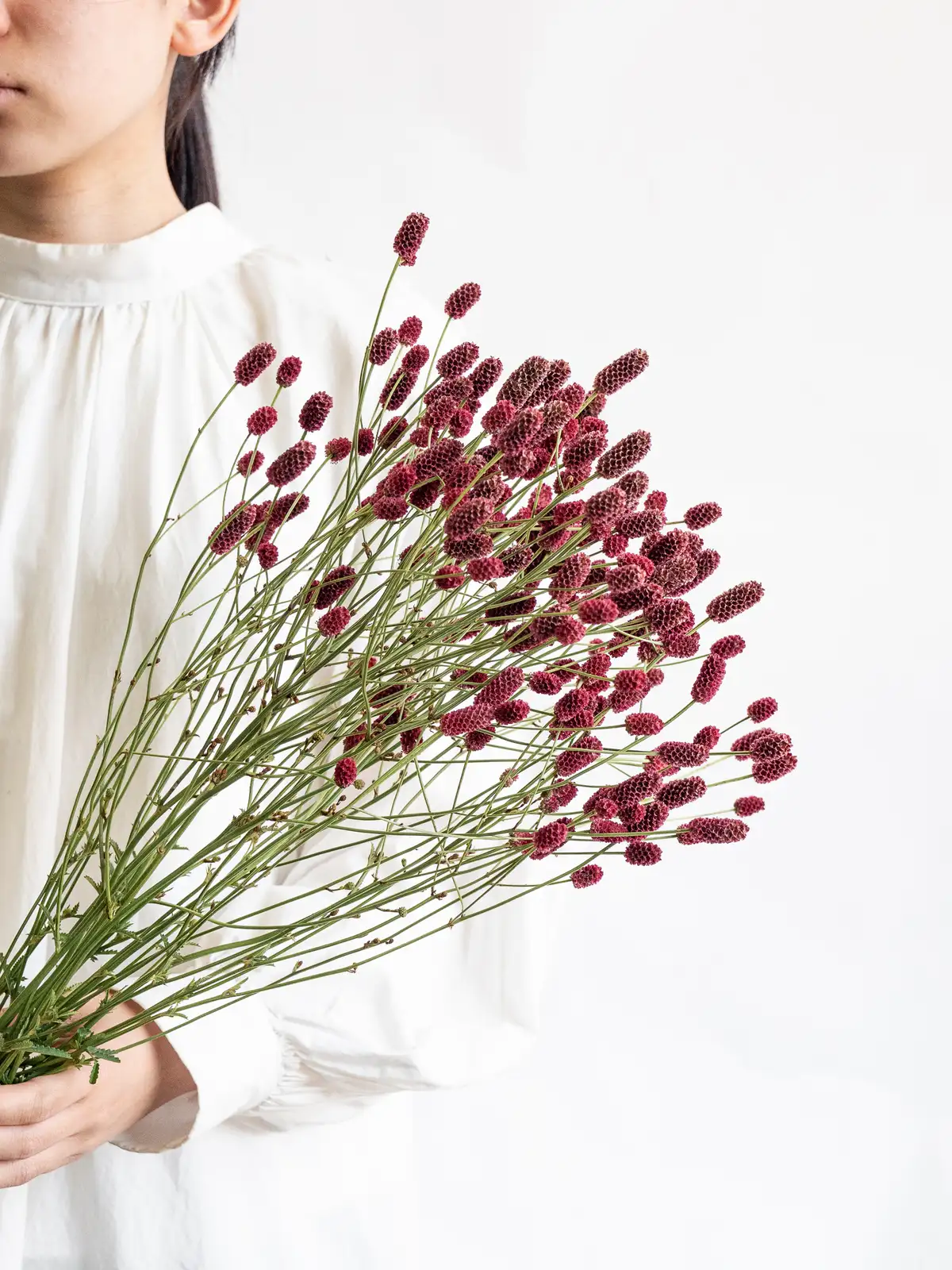 ワレモコウ（茶色）おまかせ品種｜ハナイチ｜花と植物、資材の