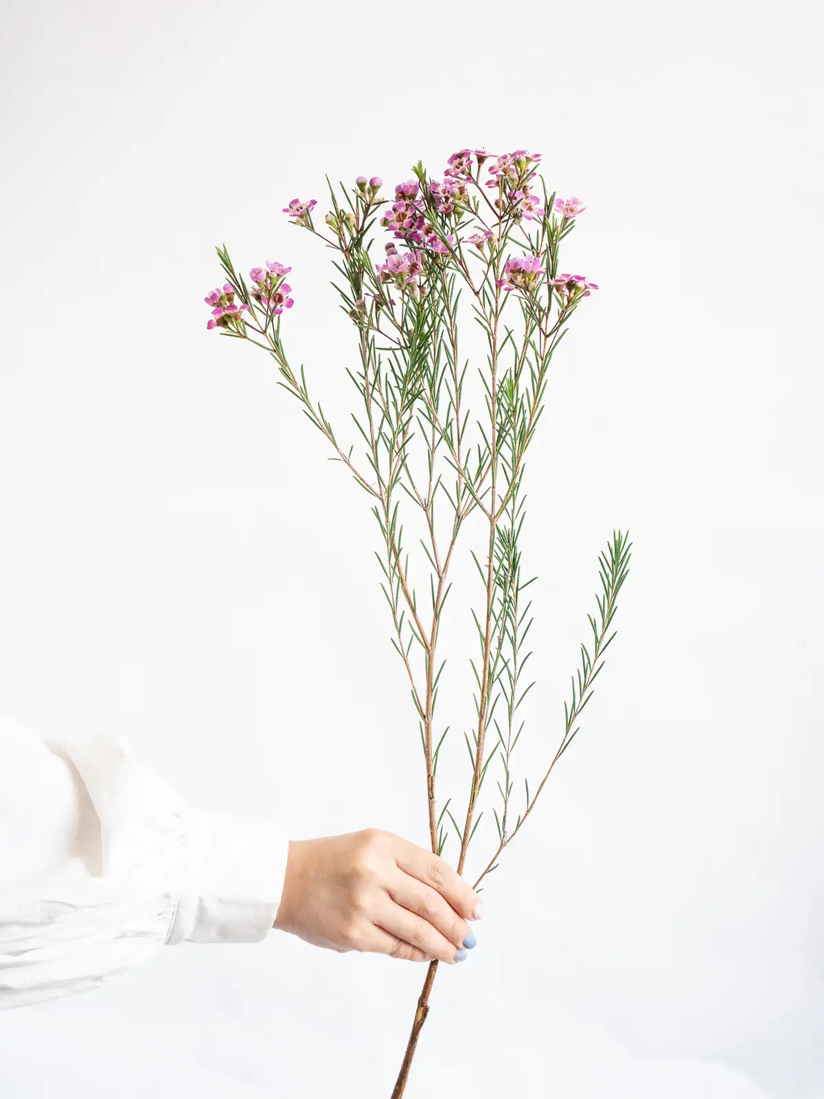 ワックスフラワー ワックスフラワー（紫）パープルプライド｜ハナイチ｜花と植物