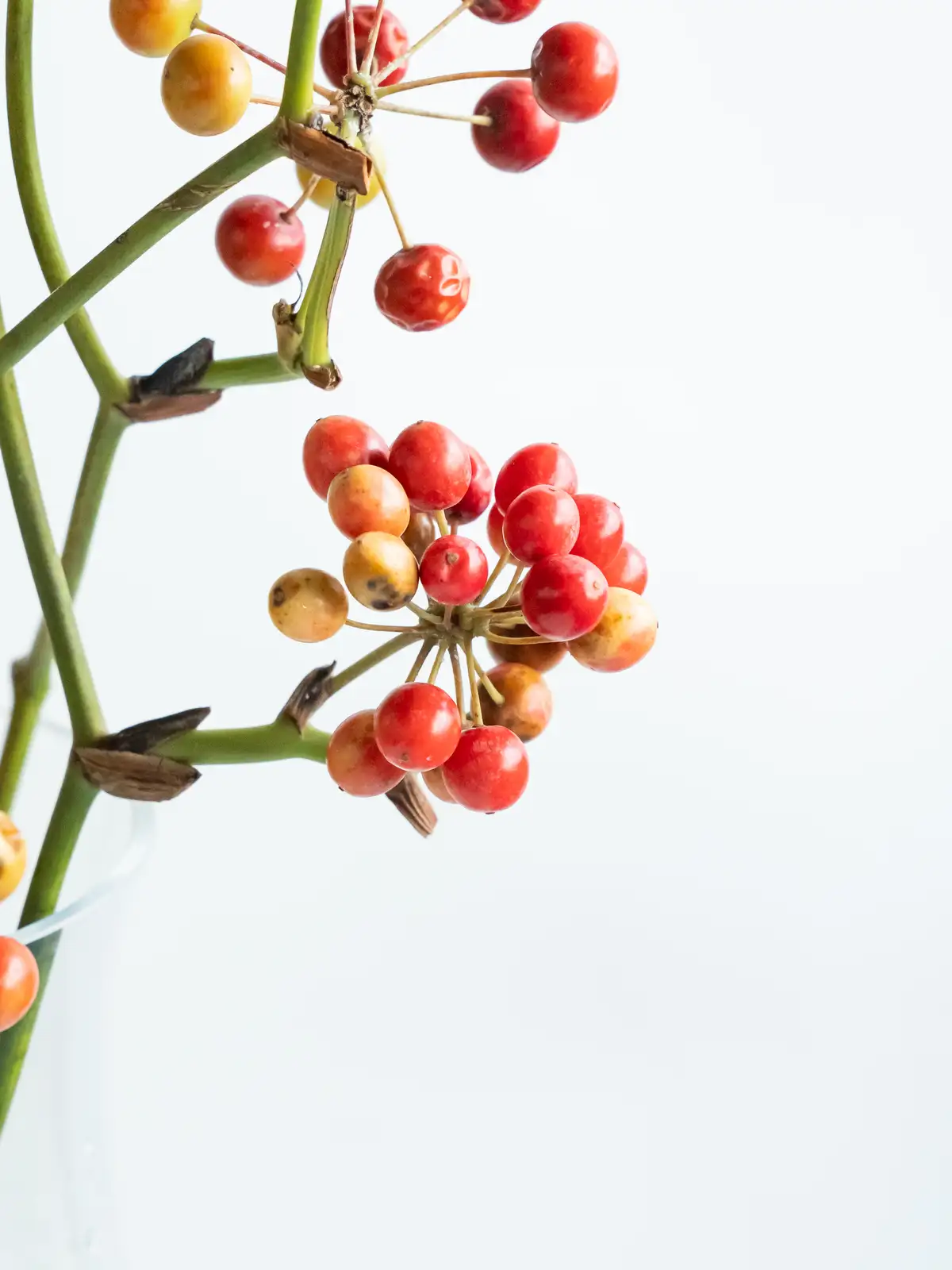サンキライ国産｜ハナイチ｜花と植物、資材の仕入れサイト