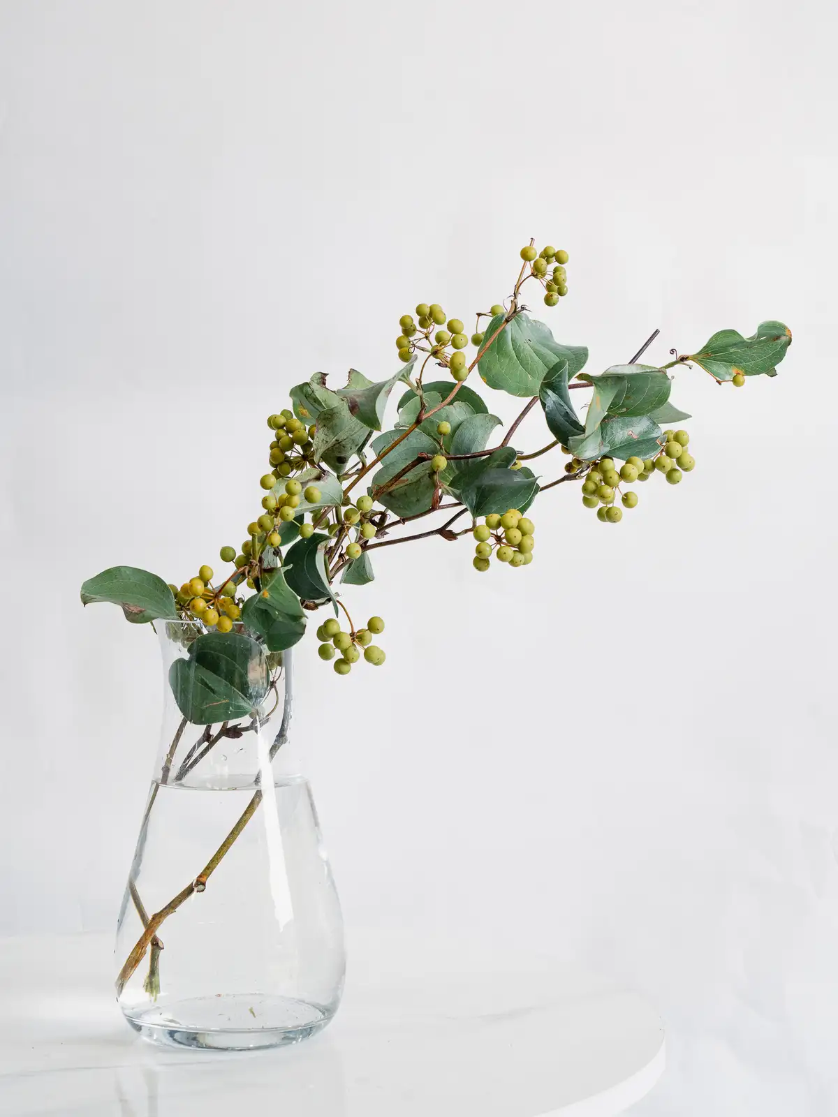 サンキライ国産｜ハナイチ｜花と植物、資材の仕入れサイト