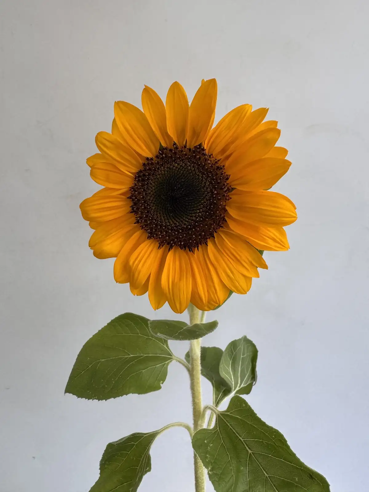 【ひまわり】 8月の花はひまわりだった🌻 山手線の最後尾車両の花はひまわりで