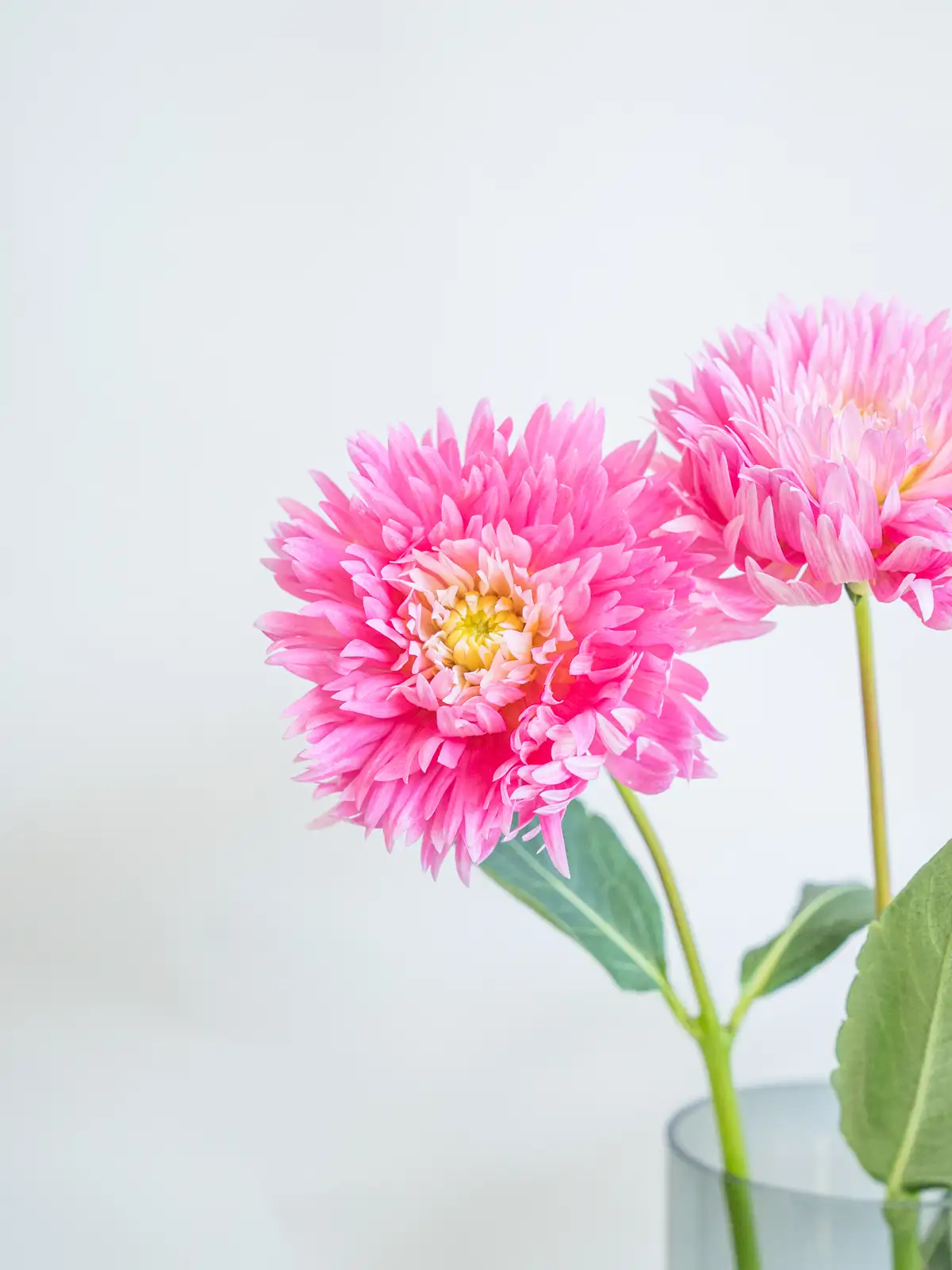 ダリア（ピンク）ひなた｜ハナイチ｜花と植物、資材の仕入れサイト