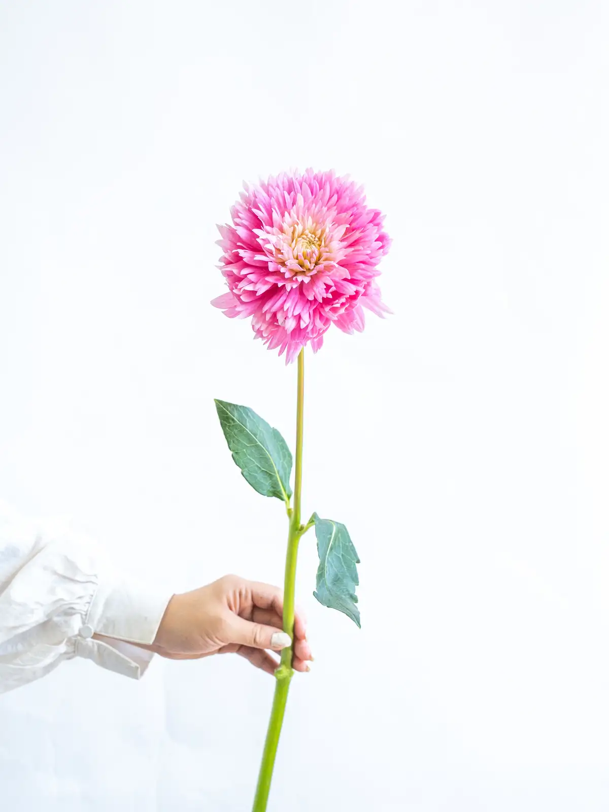 ダリアページ ダリアを使ったレストランの夏のディスプレイイメージ｜横浜